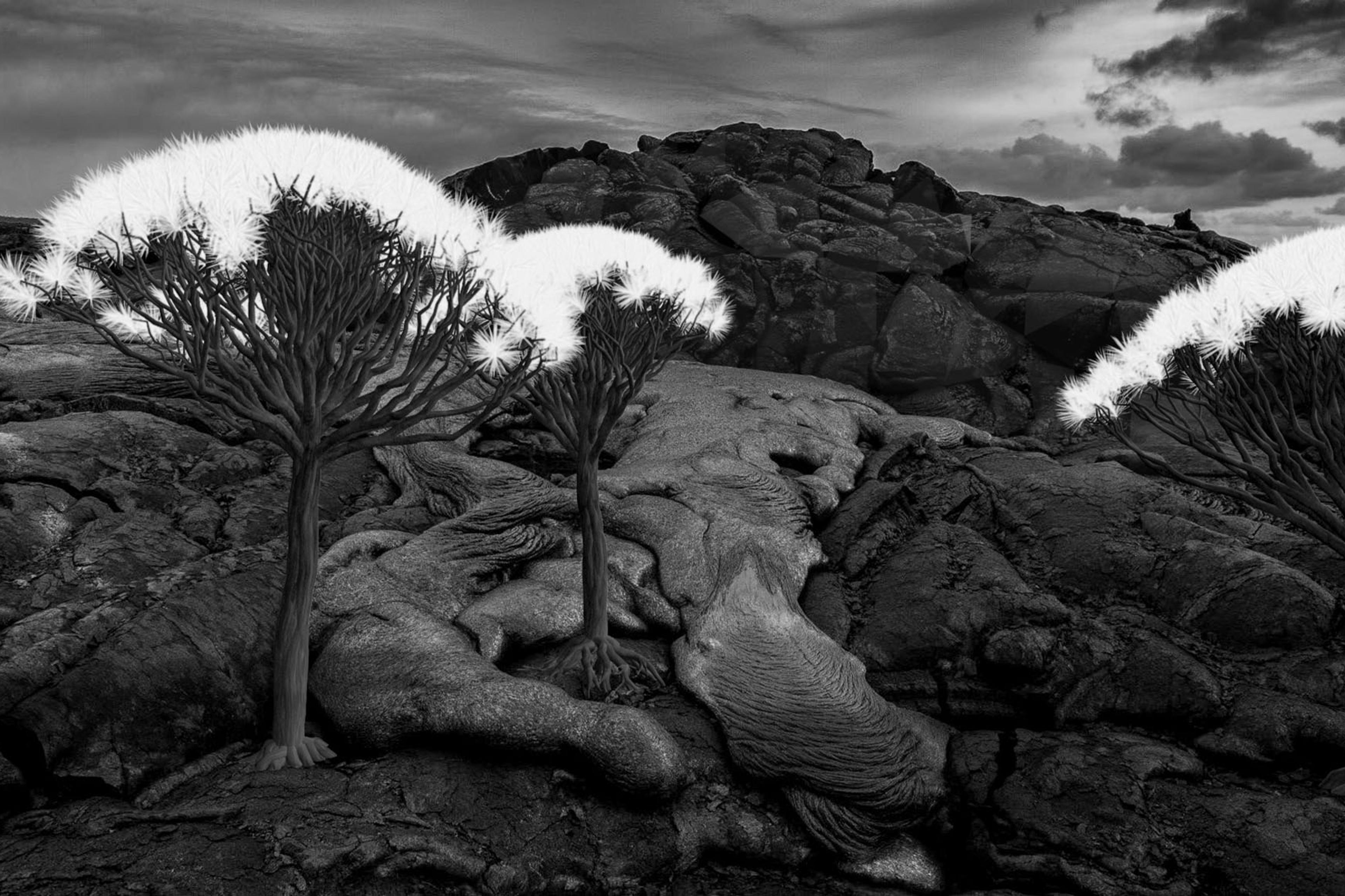 Black-and-white photo of lava running down a rocky landscape towards three blossoming white trees under a cloudy sky.