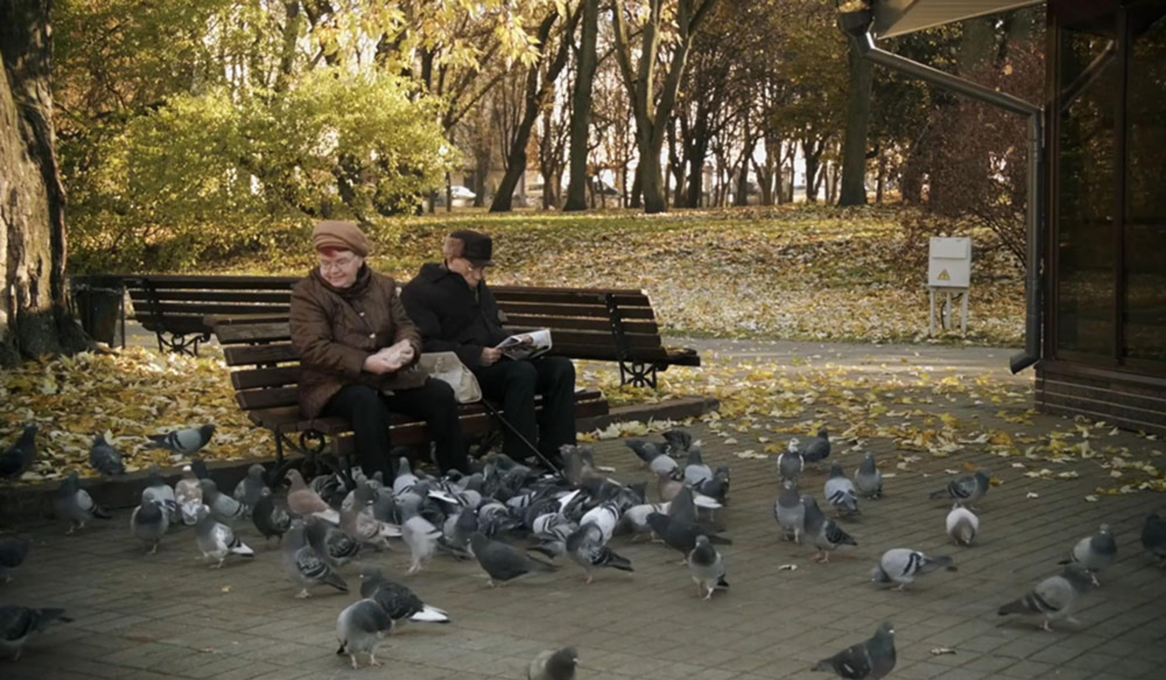 Two elderly people sitting on a park bench surrounded by pigeons with trees and fallen leaves in the background.
