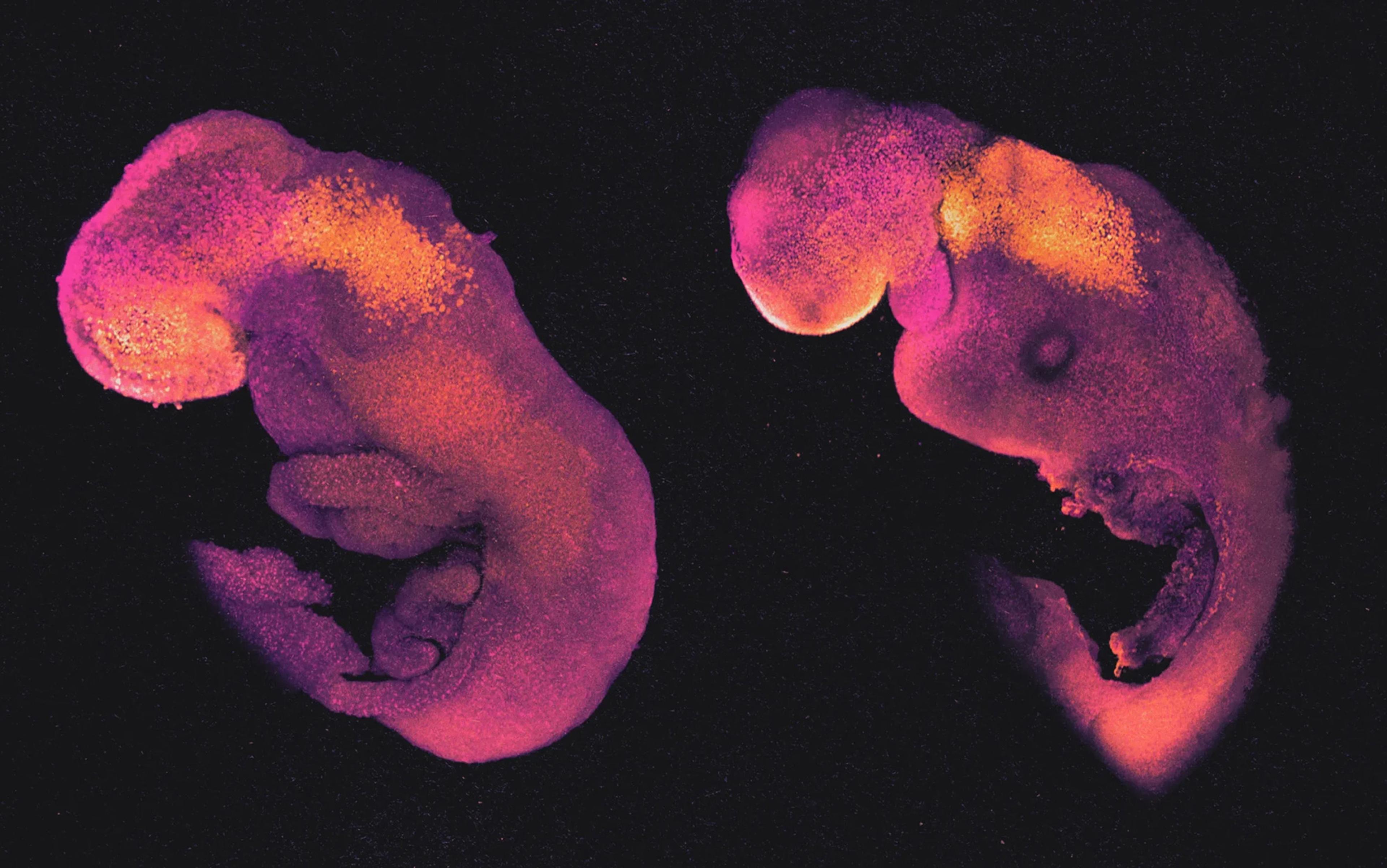 Two embryos, colourised in shades of pink, orange, and purple, against a black background. The embryos have distinguishable head, body, and tail regions.