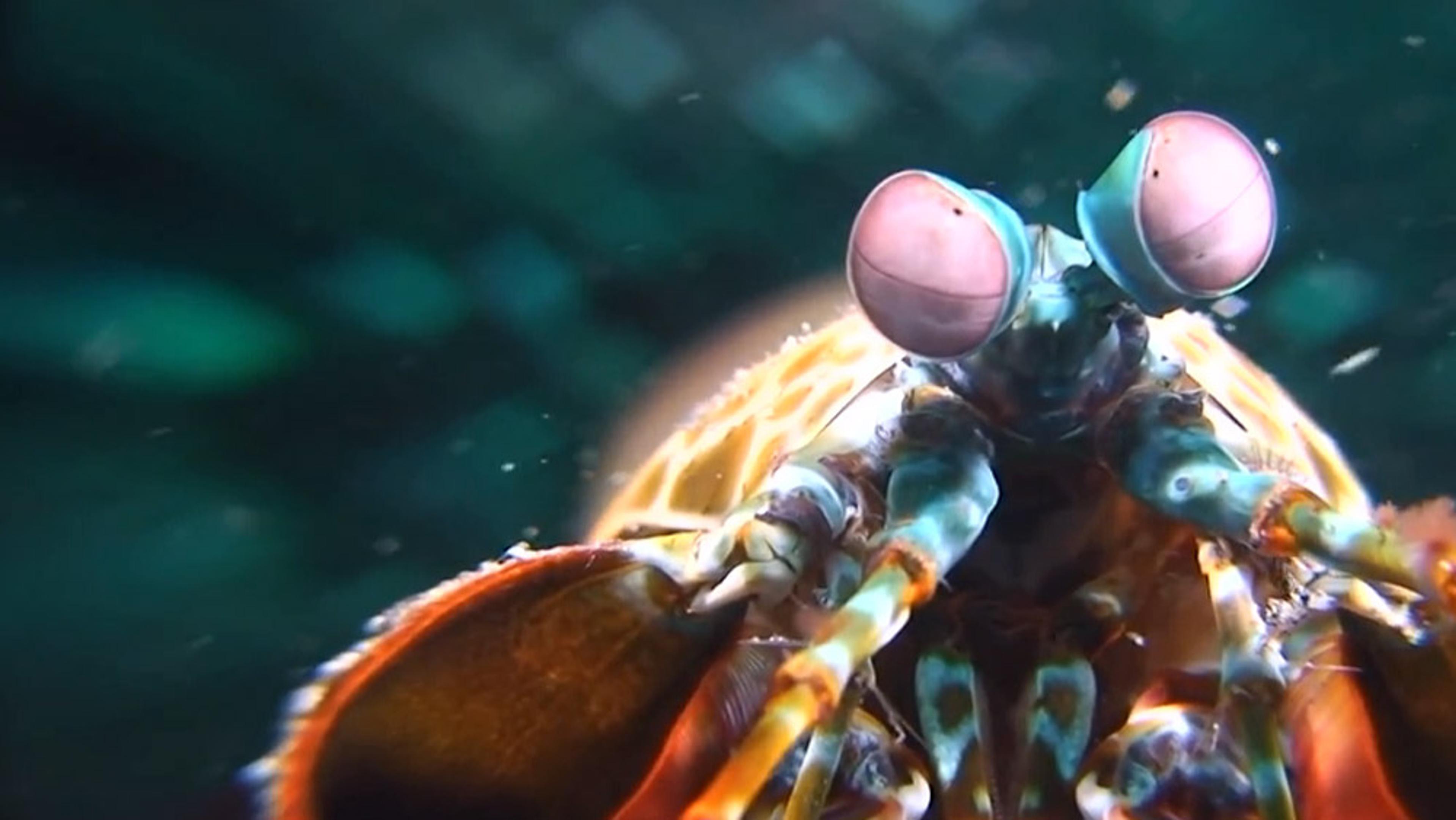 Close-up of a mantis shrimp underwater with prominent pink eyes and colourful body against a blurred dark background.