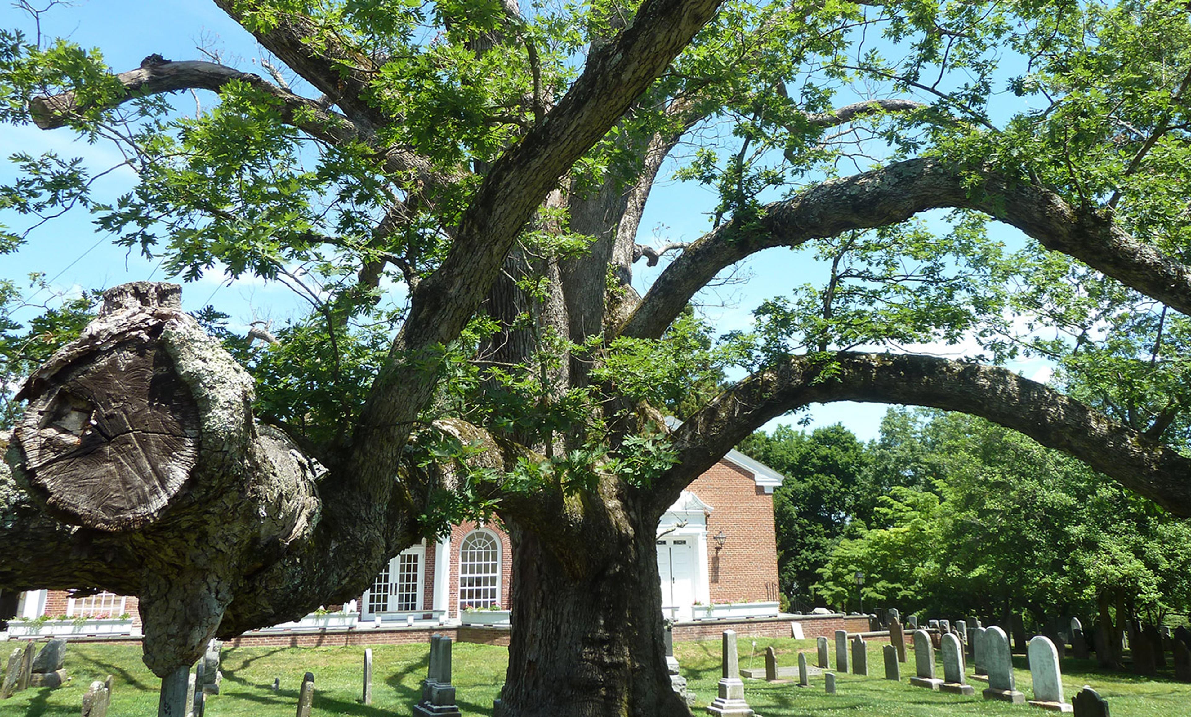 <p>The Basking Ridge oak tree. <em>Photo by Wikipedia</em></p>
