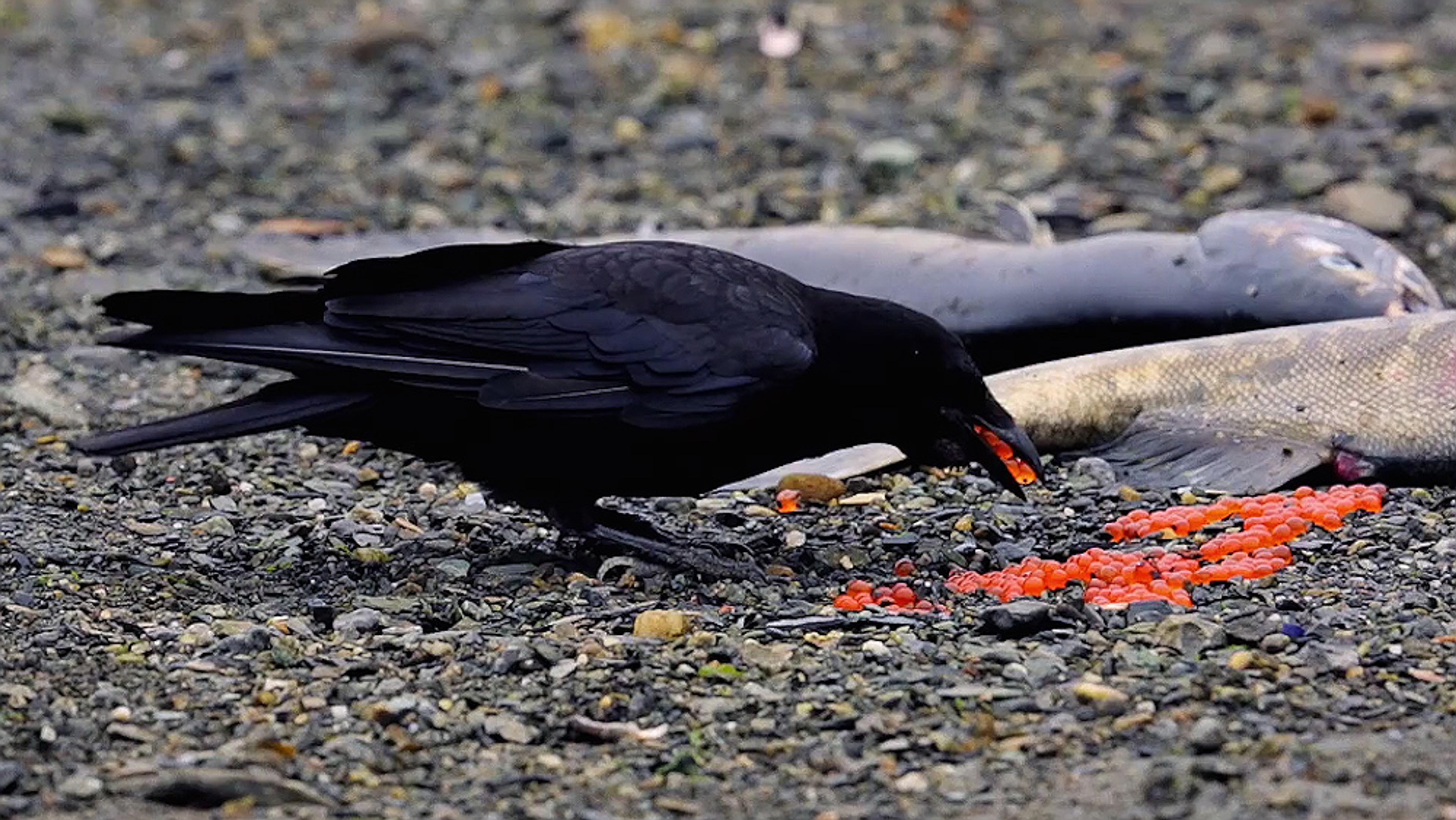 A black bird eating fish eggs on a rocky surface with two dead fish in the background.