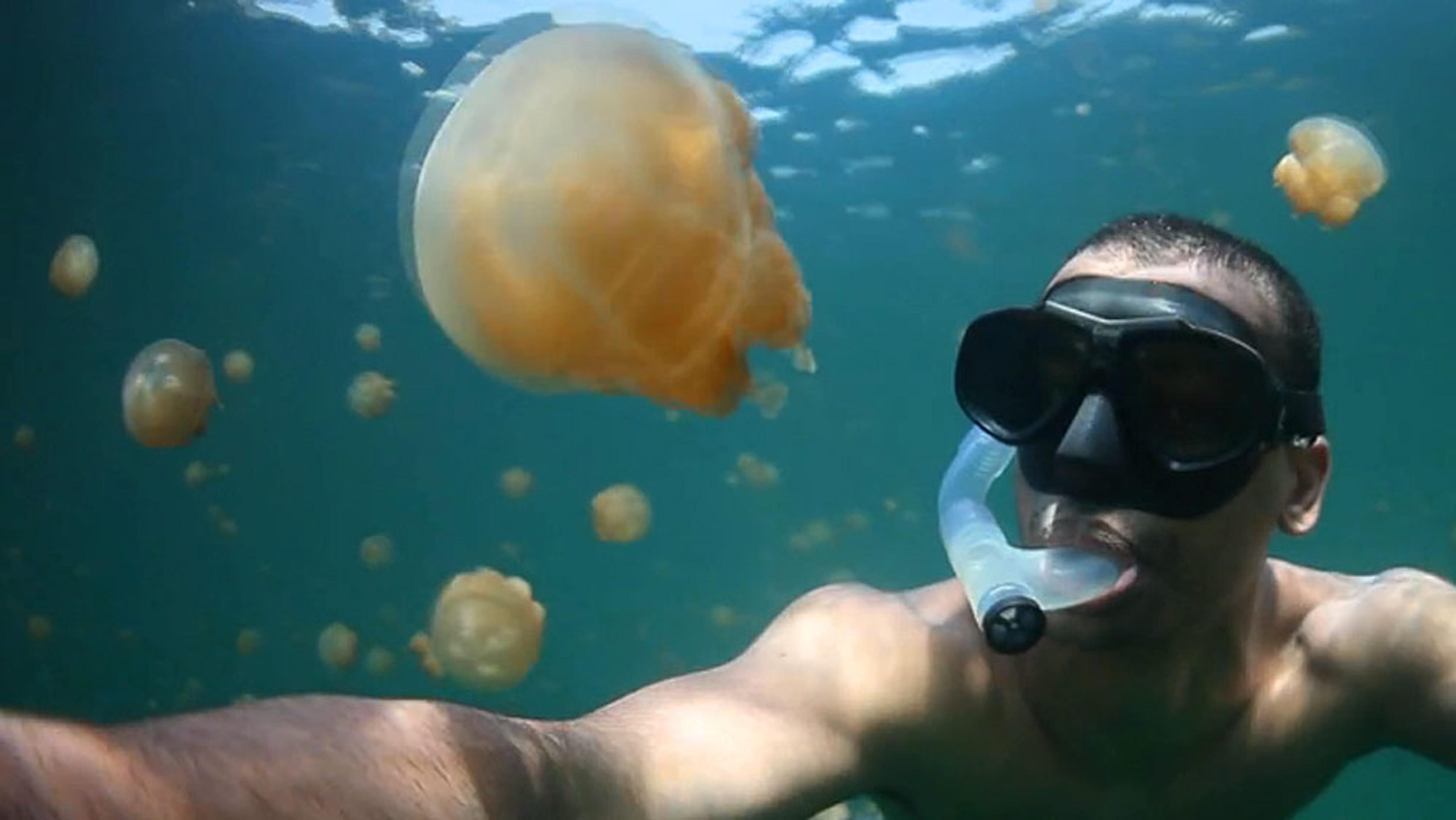 A man snorkelling underwater with jellyfish around him, wearing a snorkel and mask, surrounded by a blue-green sea.