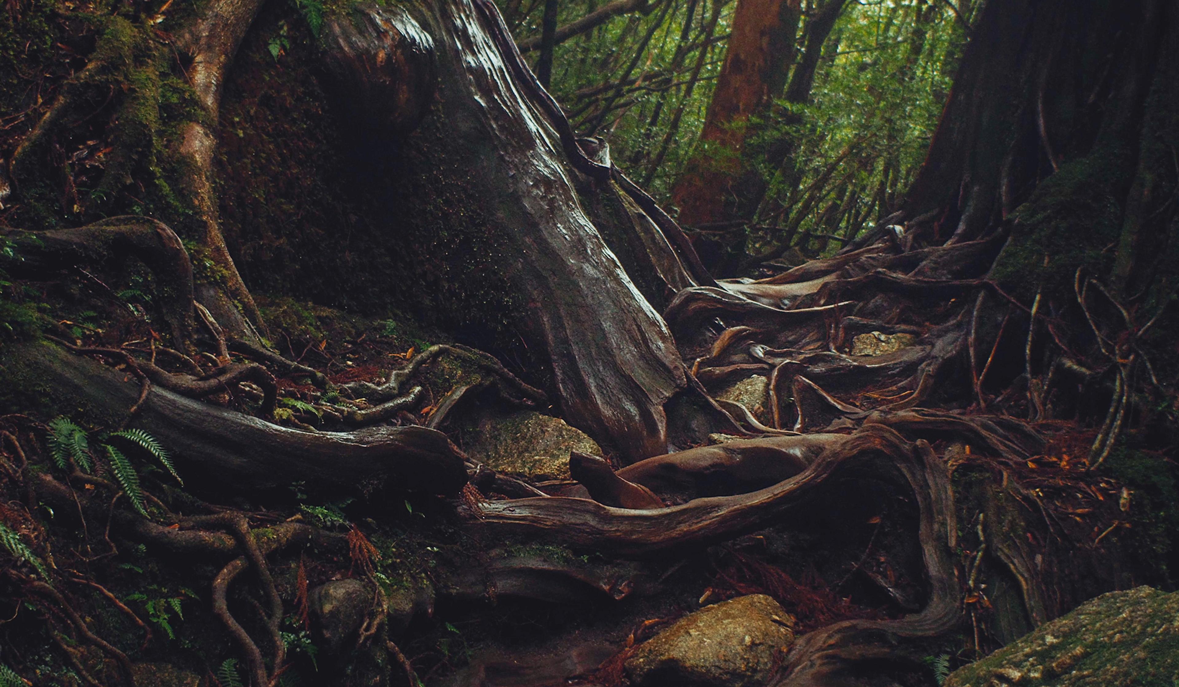Close-up of tree roots and rocks on a forest floor, covered with moss and surrounded by dense greenery.