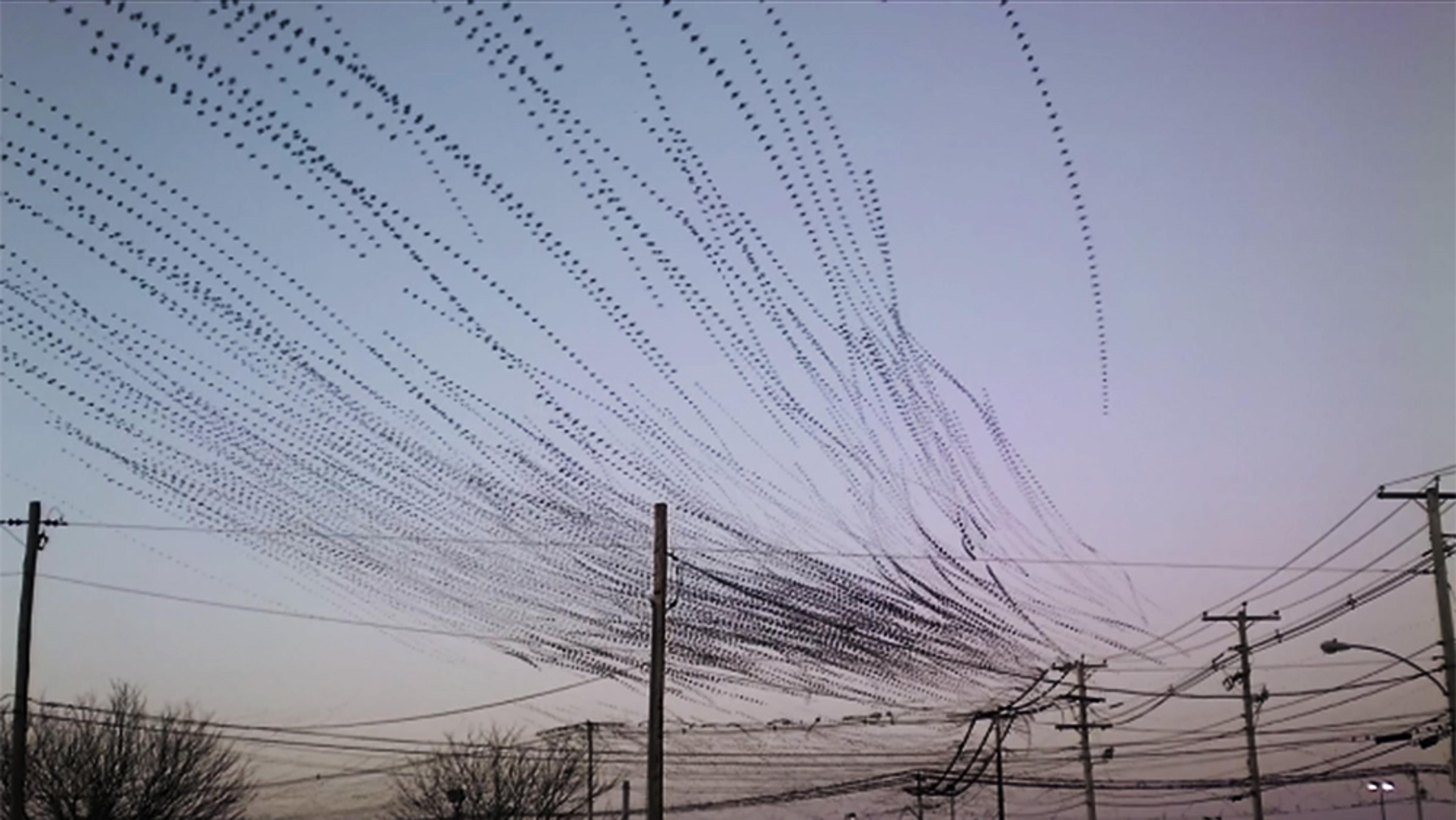 Numerous birds flying in formation against a light sky above power lines and poles, creating a rhythmic pattern in the air.