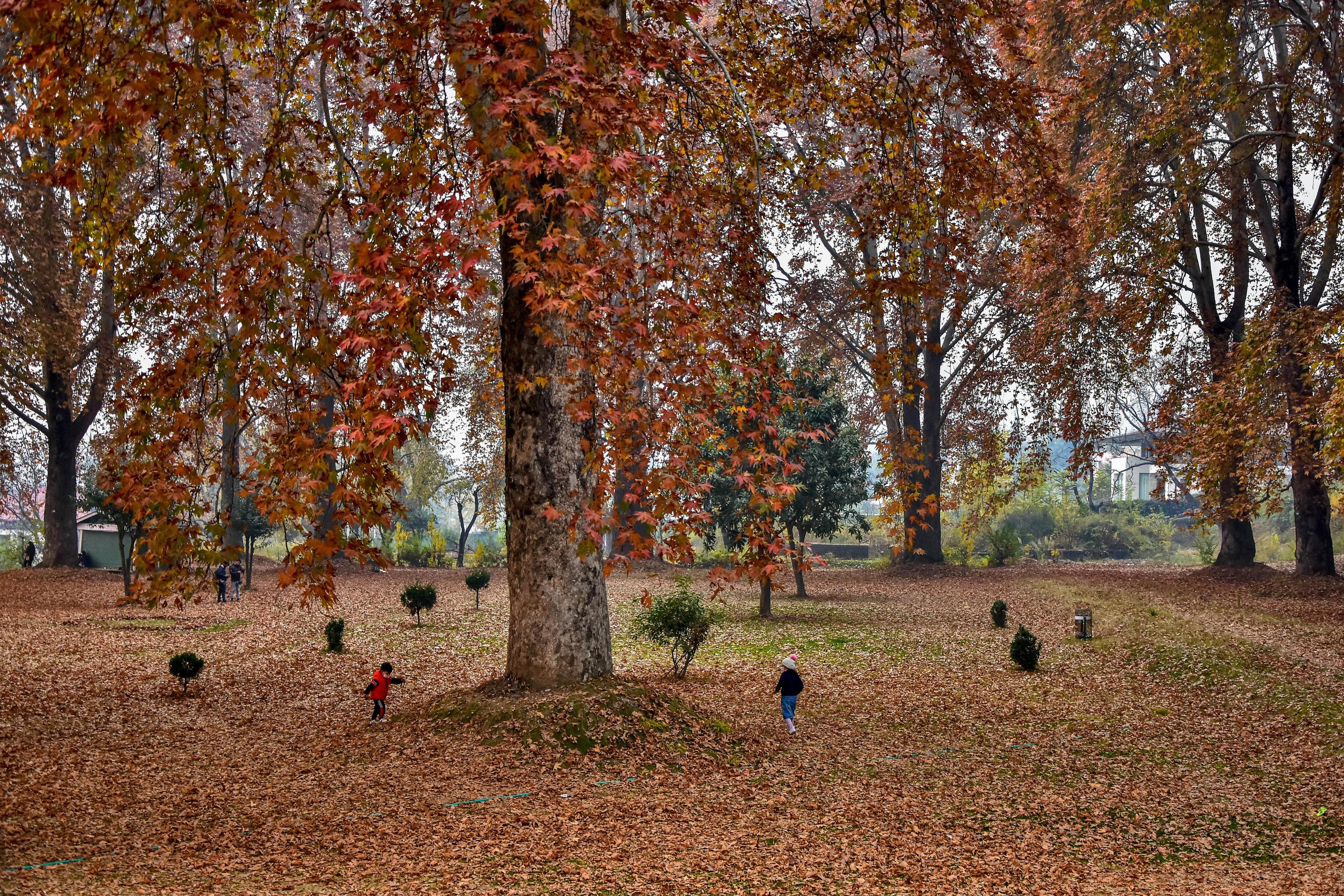 Photo of a park in autumn with large trees and children playing among fallen leaves wearing colourful clothes.