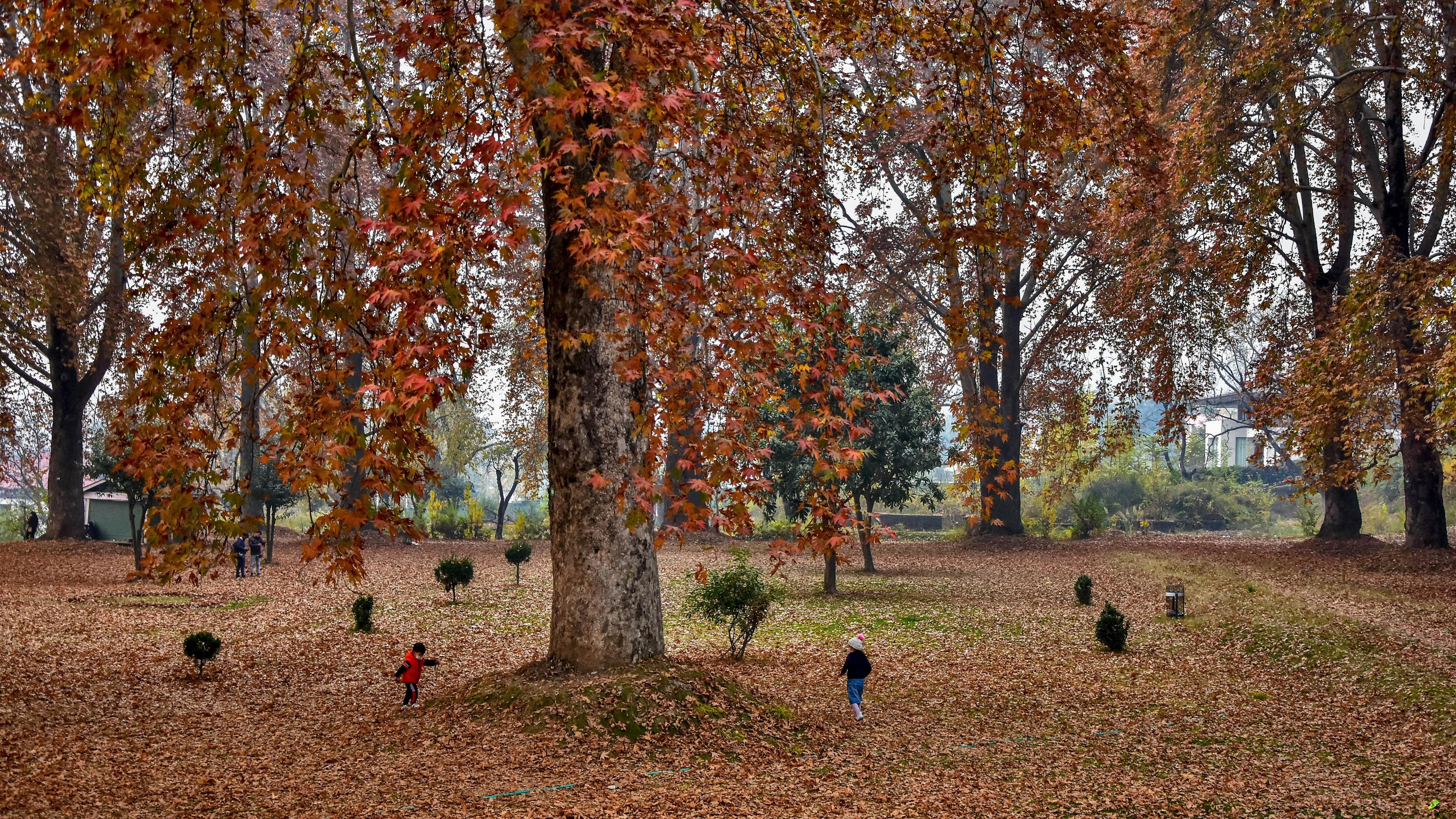 Photo of a park in autumn with large trees and children playing among fallen leaves wearing colourful clothes.