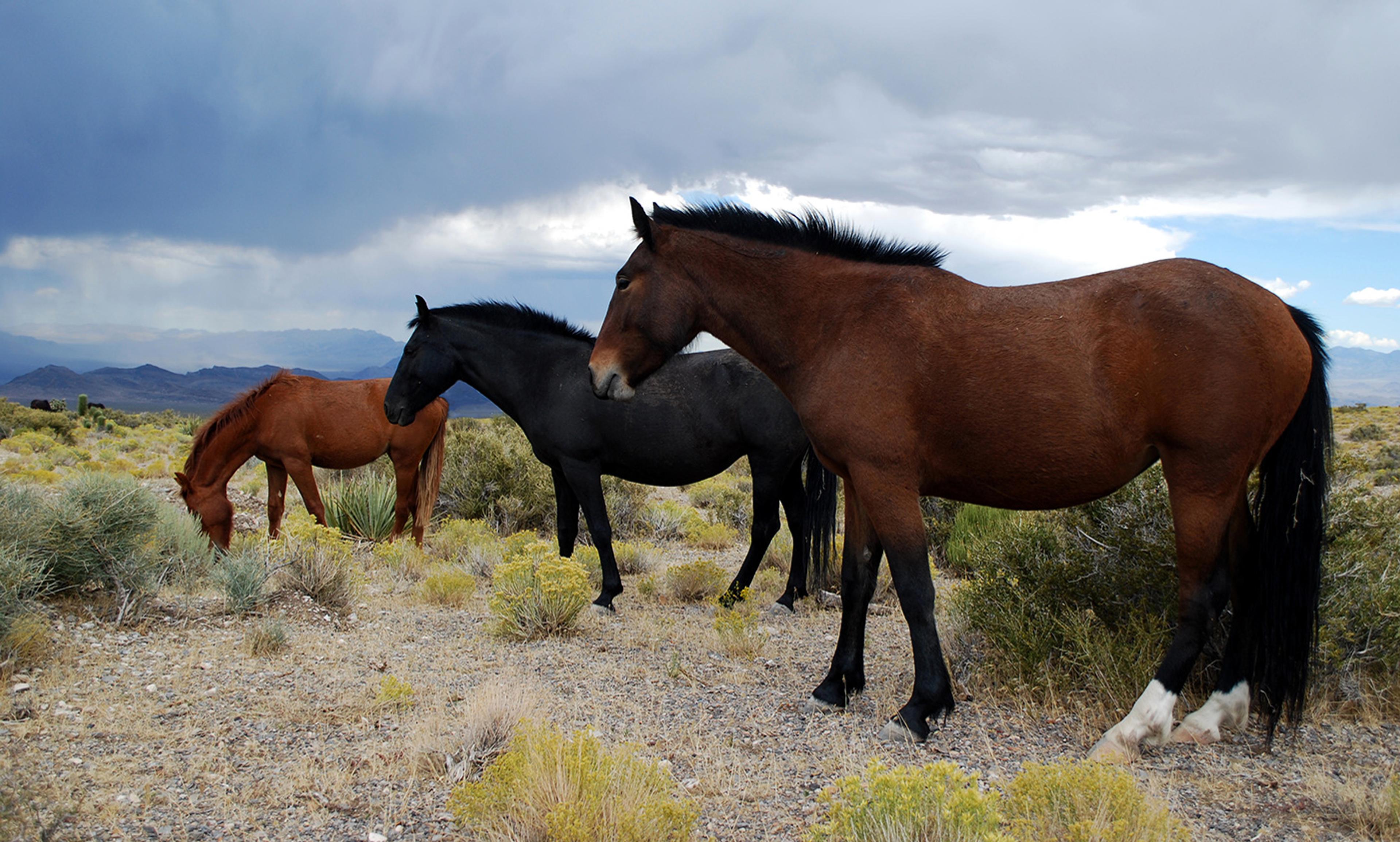 <p>Mustangs, Nevada. <em>rcgtrrz/Flickr</em></p>