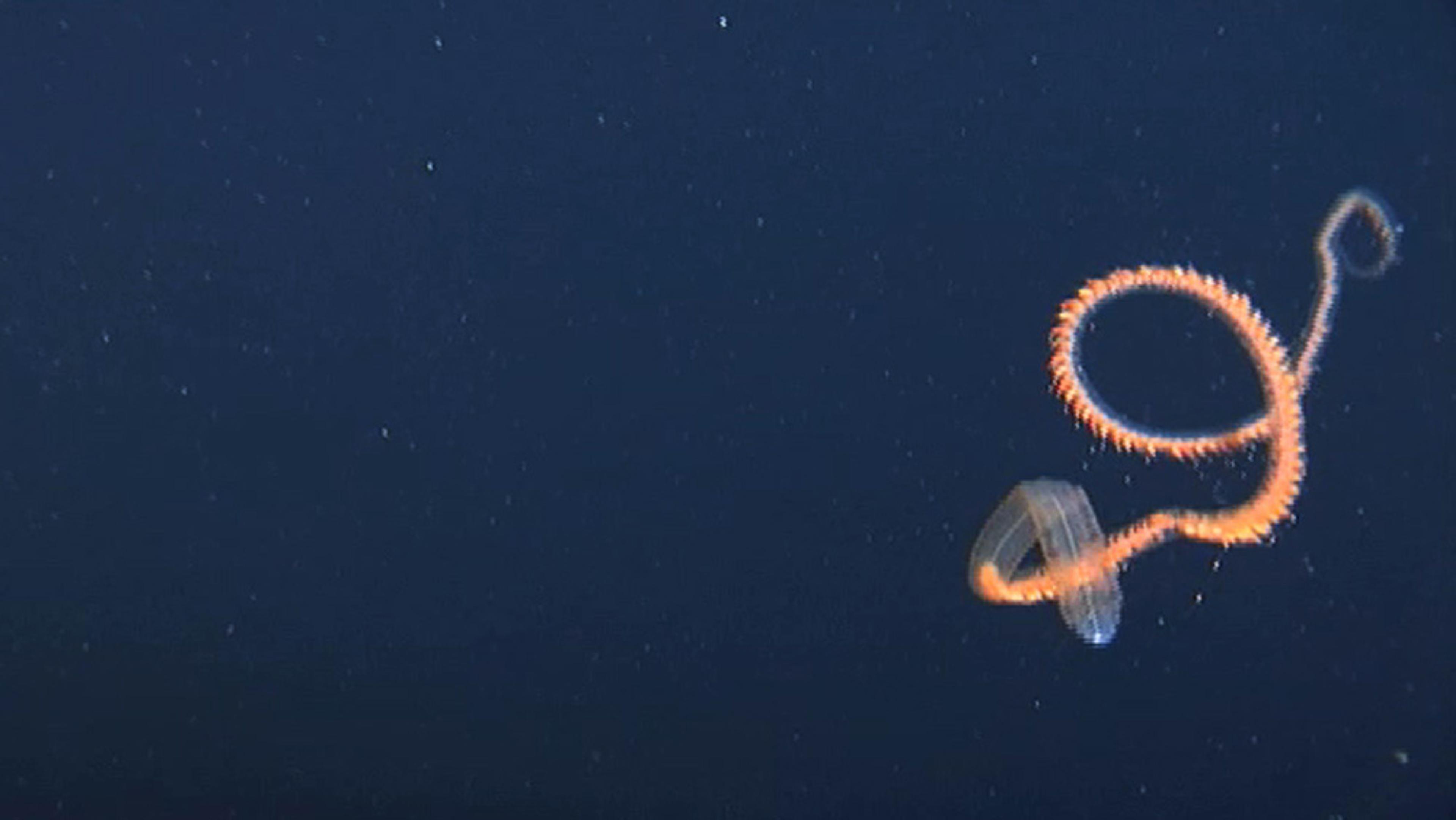 A glowing orange marine organism resembling a spiral, against a dark ocean background.