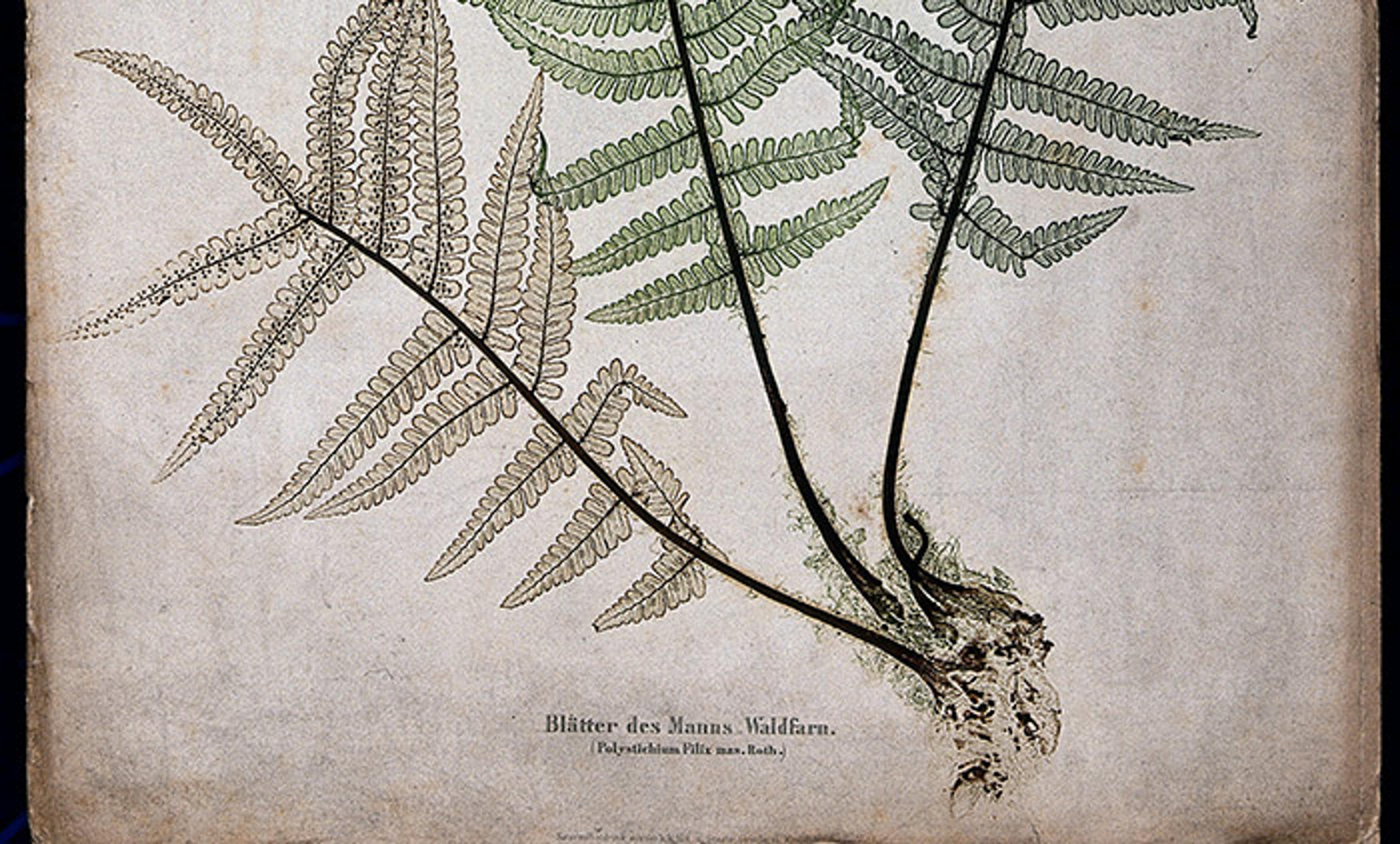 <p>The male fern (Dryopteris filix-mas): fronds and part of rhizome. Colour nature print by A. Auer, c. 1853. <em>Courtesy Wellcome Images</em></p>