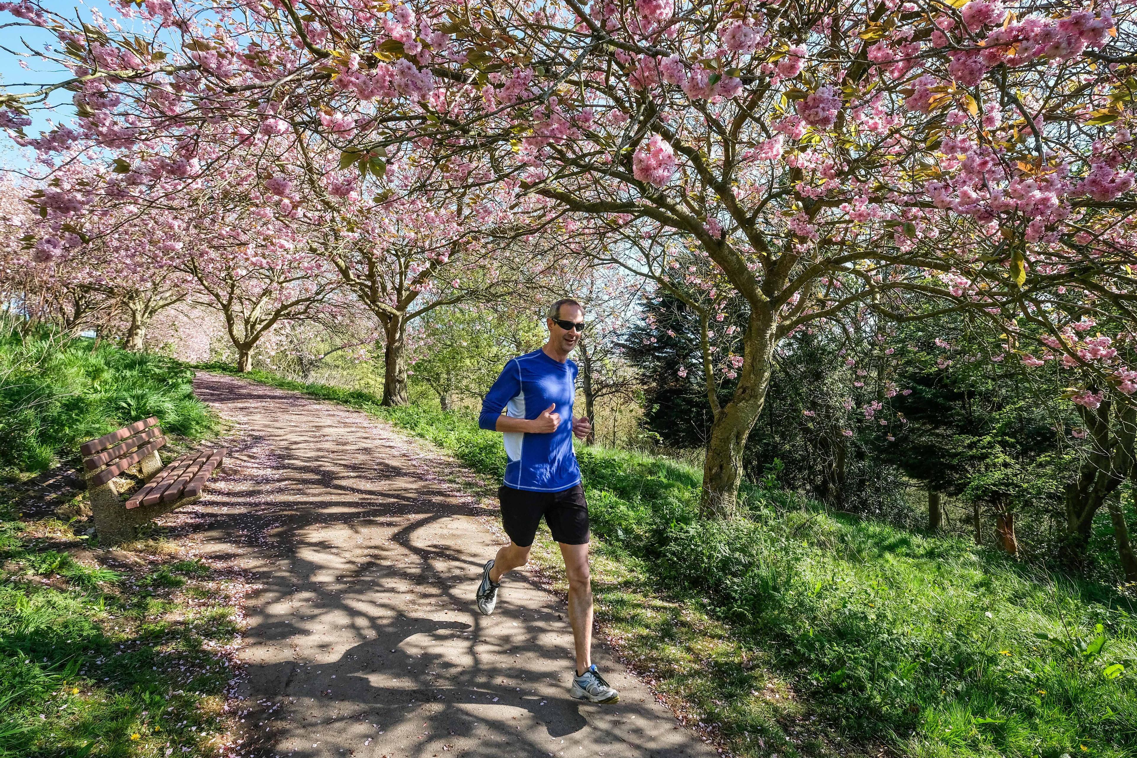 Photo of a man jogging on a park path under cherry blossom trees on a sunny day with a bench to the side.
