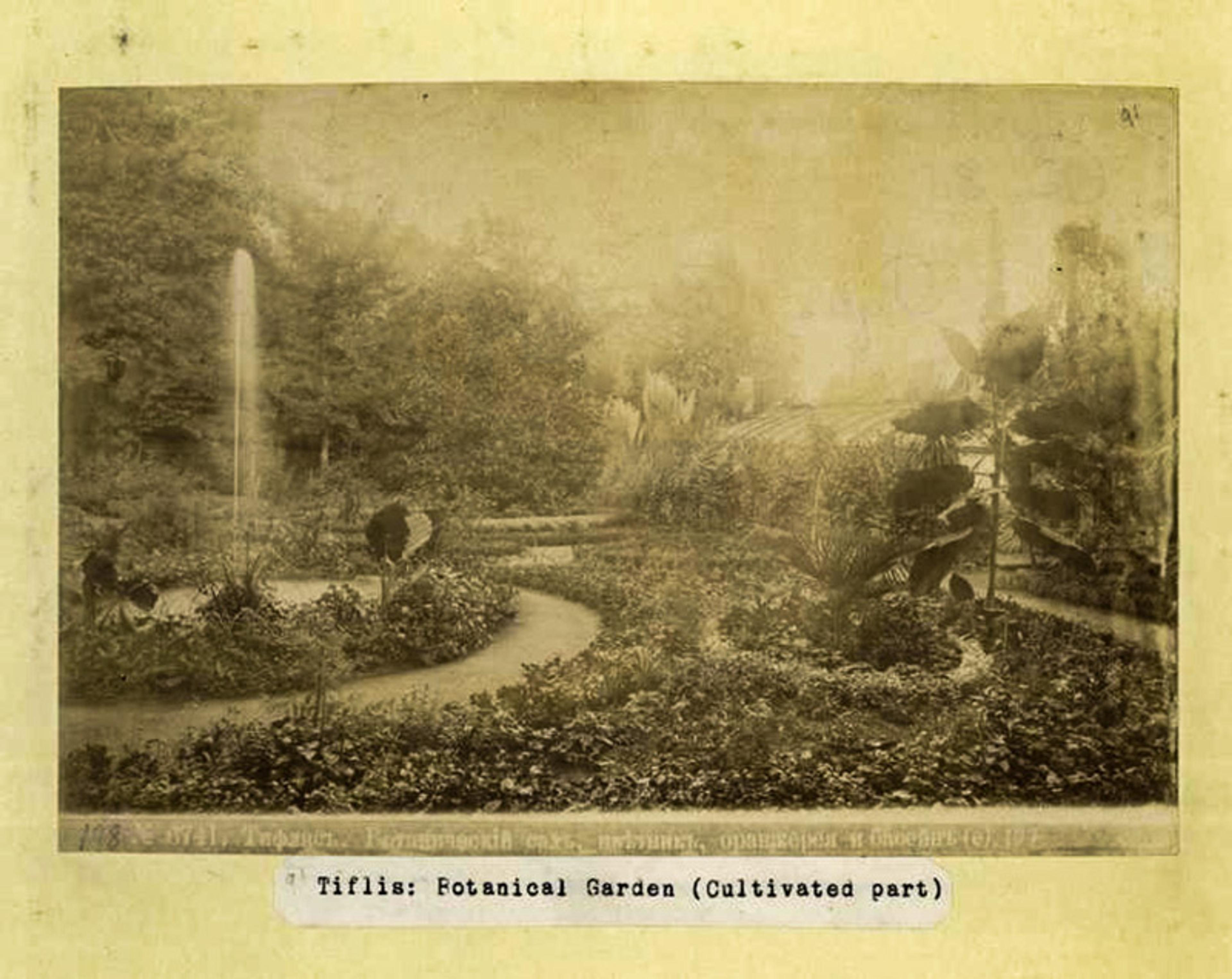 Sepia-toned photo of Tiflis Botanical Garden with a fountain and various plants, labelled “Tiflis: Botanical Garden (Cultivated part)”.