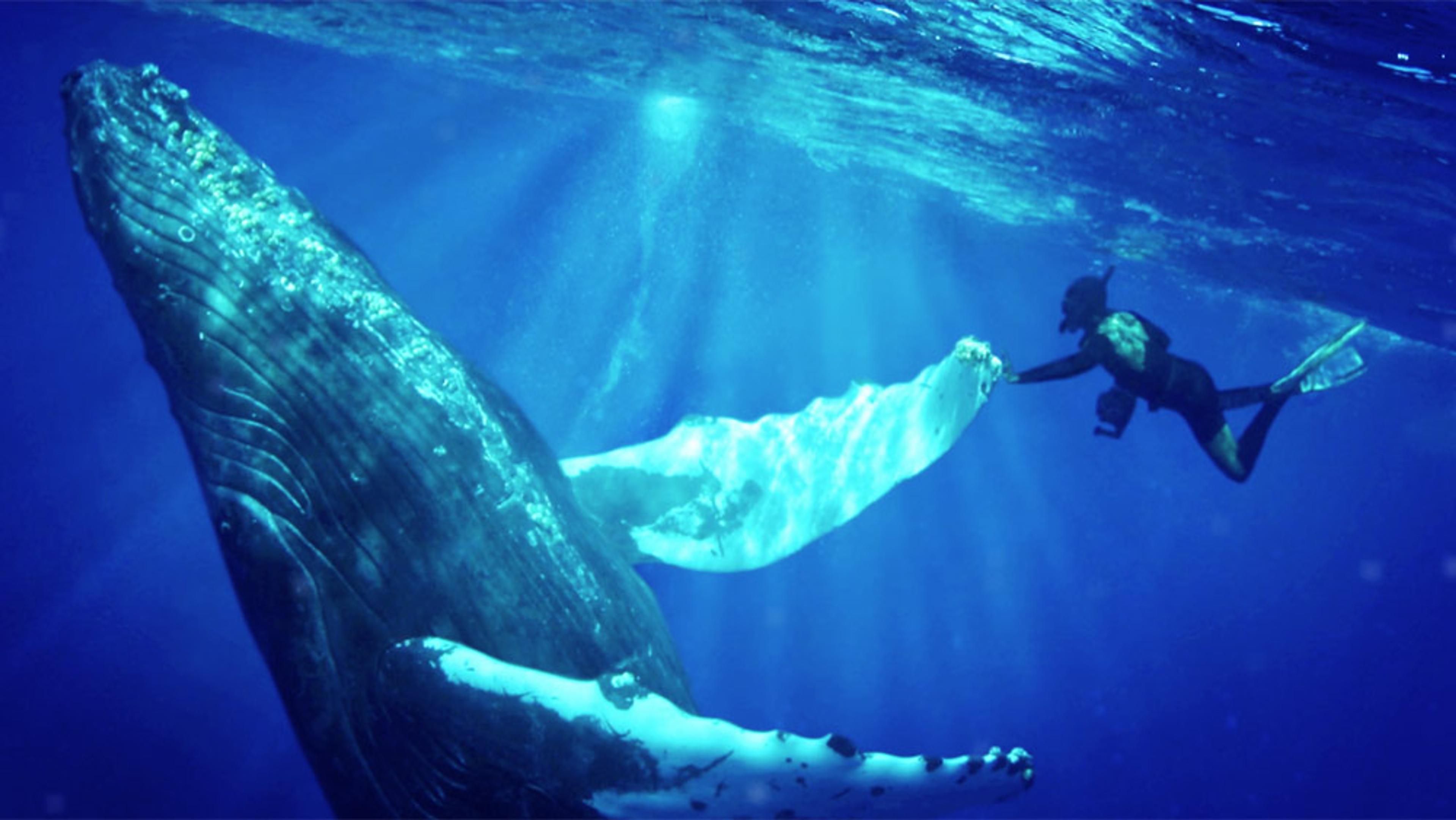 A diver underwater, reaching out to touch the fin of a large, ascending humpback whale illuminated by sunlight.
