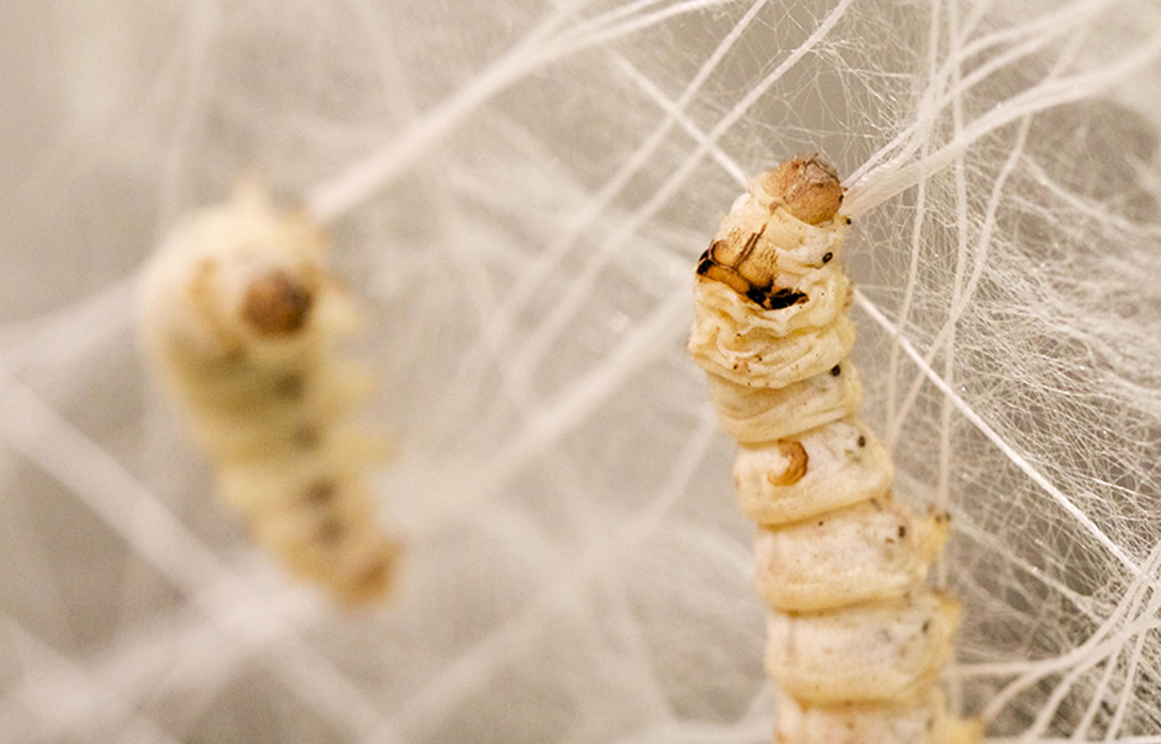 A silkworm spinning silk, with one silkworm in sharp focus and another blurred in the background.