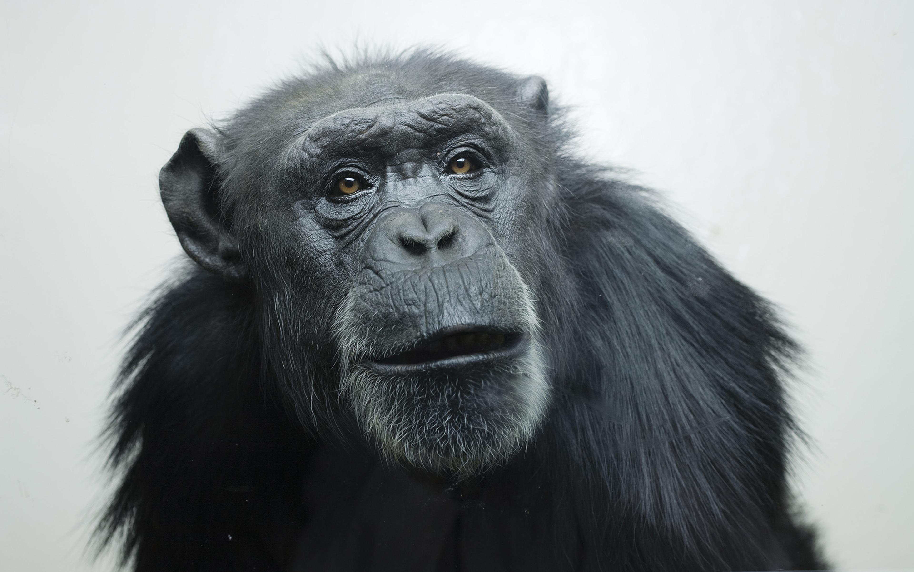Monkey expression or meme are captured Stock Photo