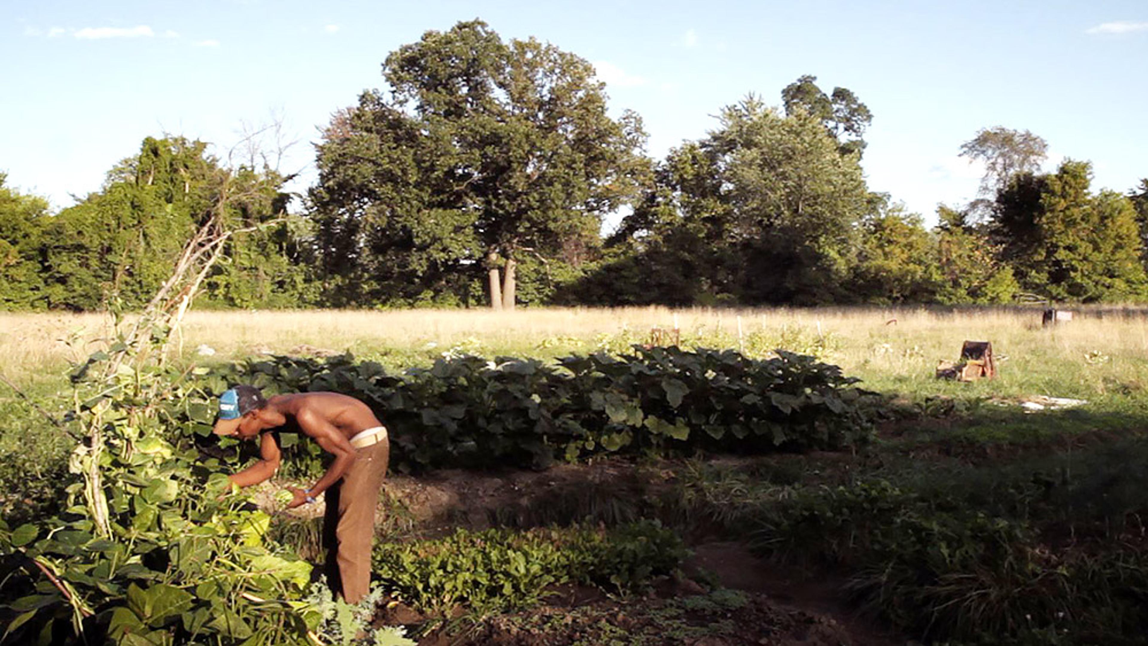 A shirtless Black man wearing a blue cap tending to plants in a garden with trees and a clear sky in the background.