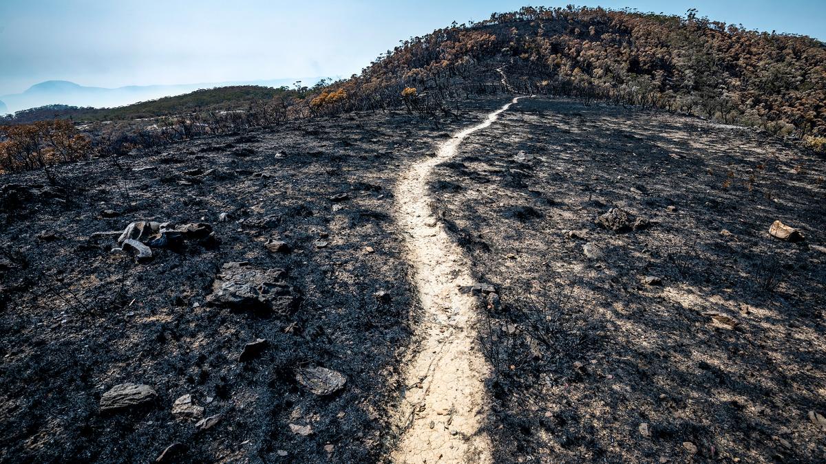 Photo of a charred landscape with a narrow path leading through burnt terrain towards a distant hill under a clear blue sky.