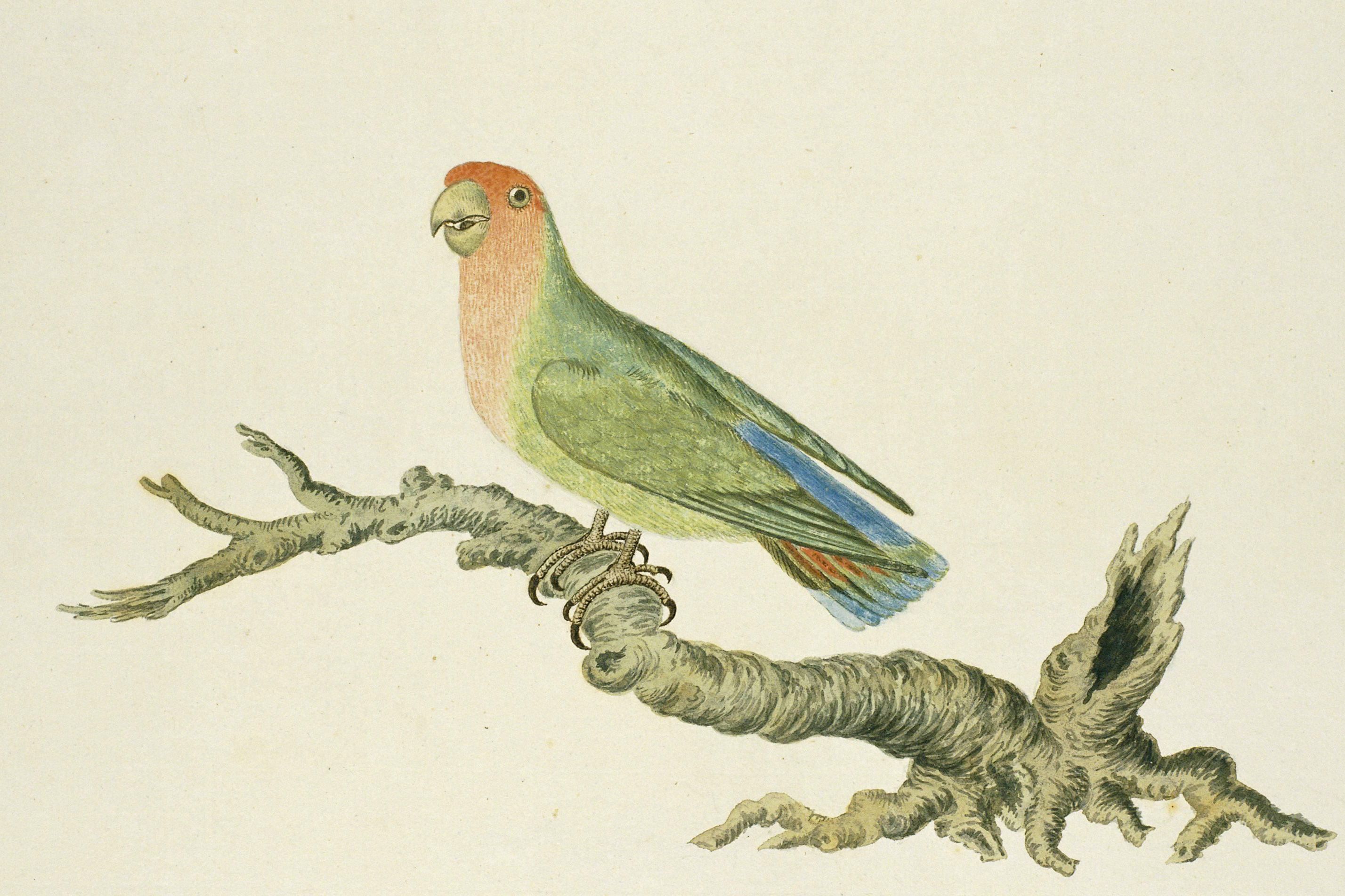 Illustration of a colourful green and red parrot perched on a branch, against a plain beige background.