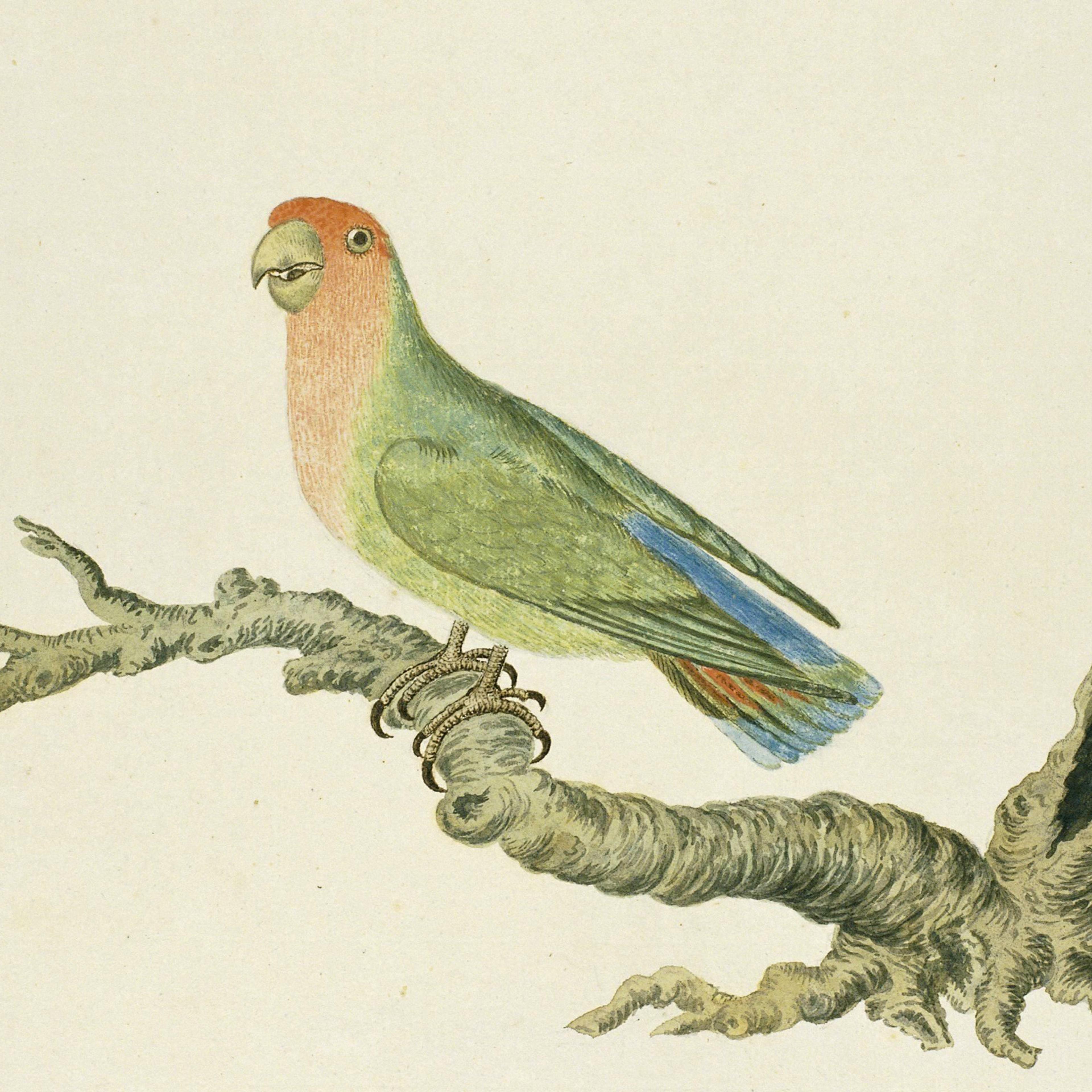 Illustration of a colourful green and red parrot perched on a branch, against a plain beige background.