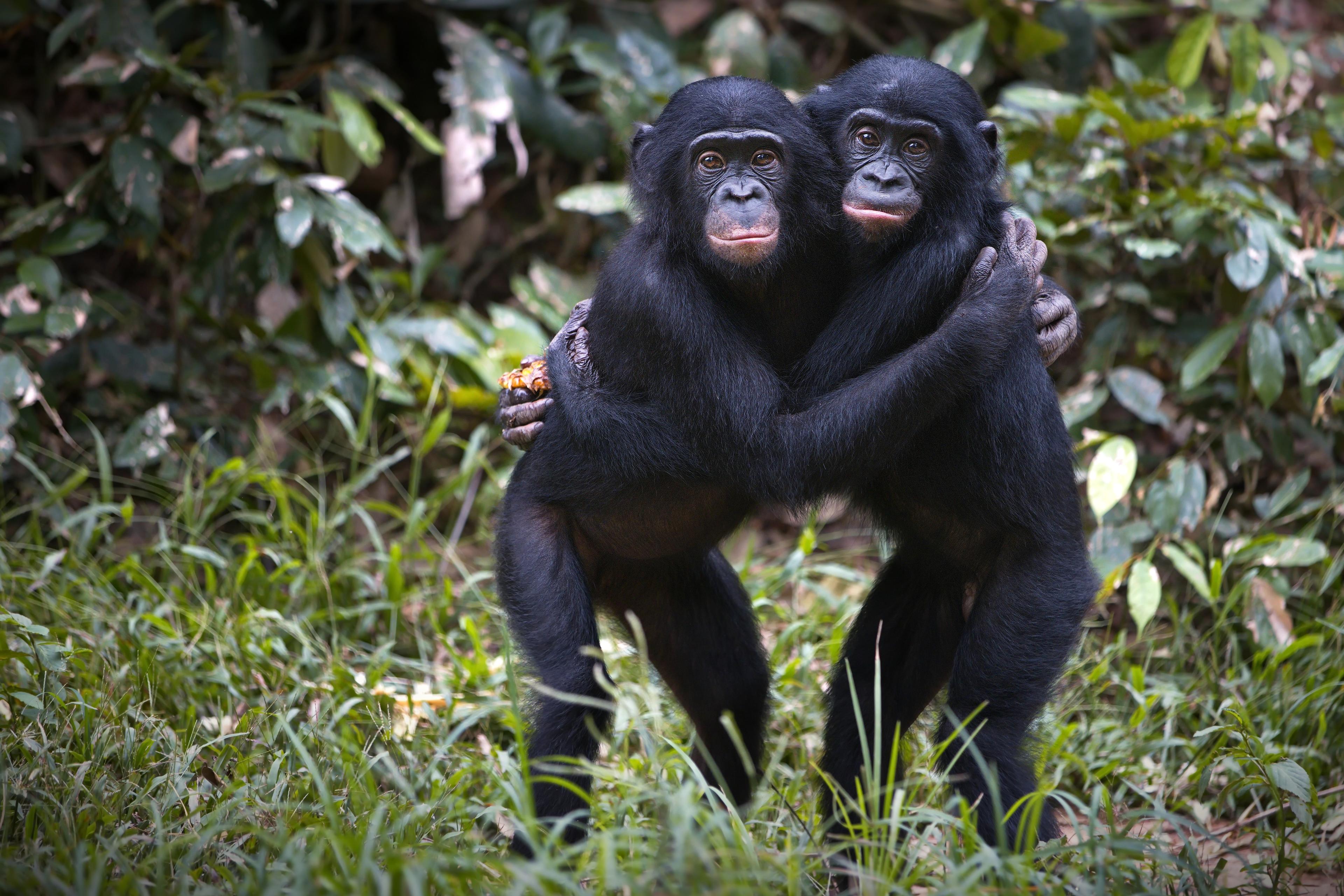 Photo of two bonobos hugging standing on grass with leafy jungle background.