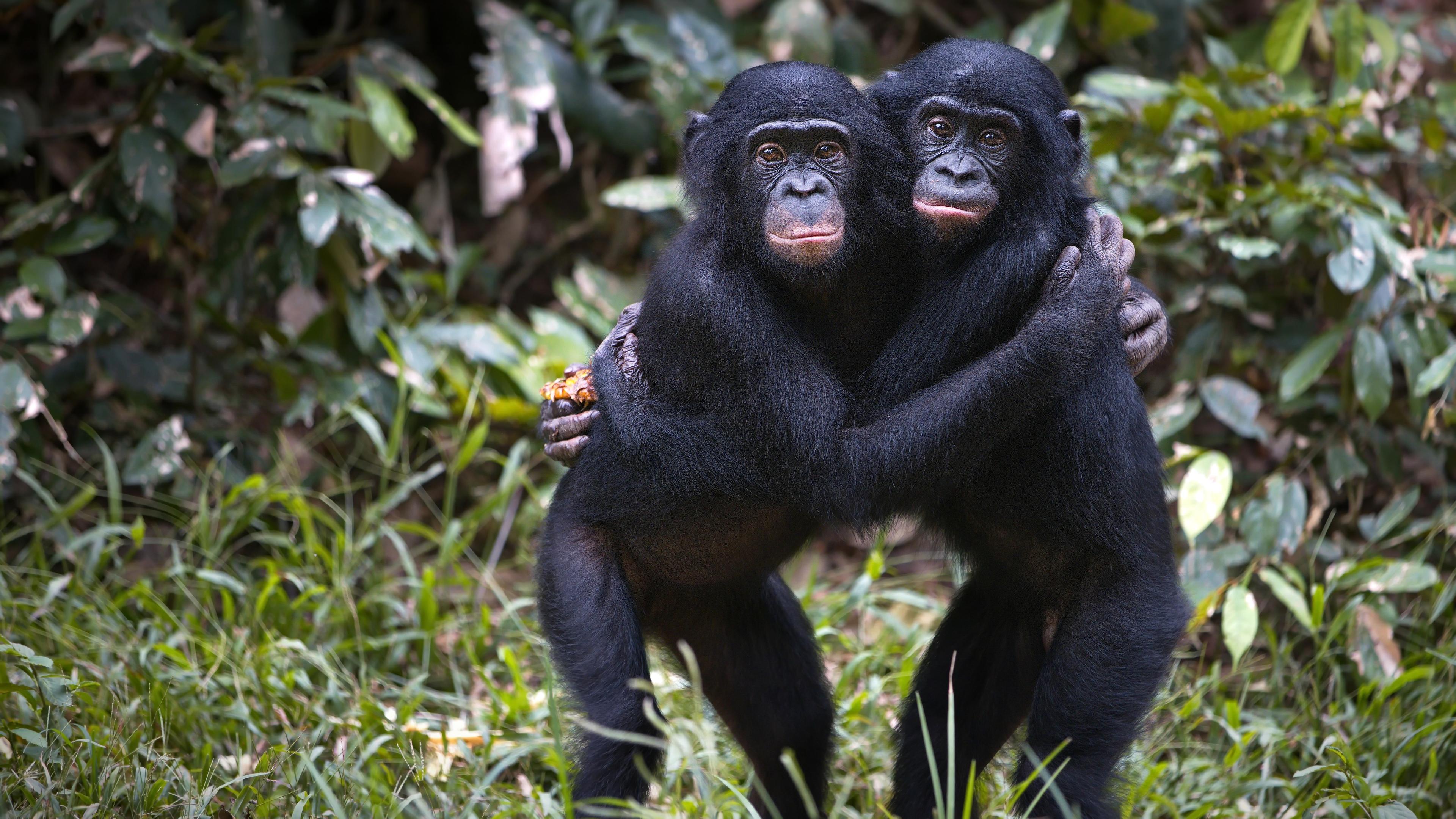 Photo of two bonobos hugging standing on grass with leafy jungle background.