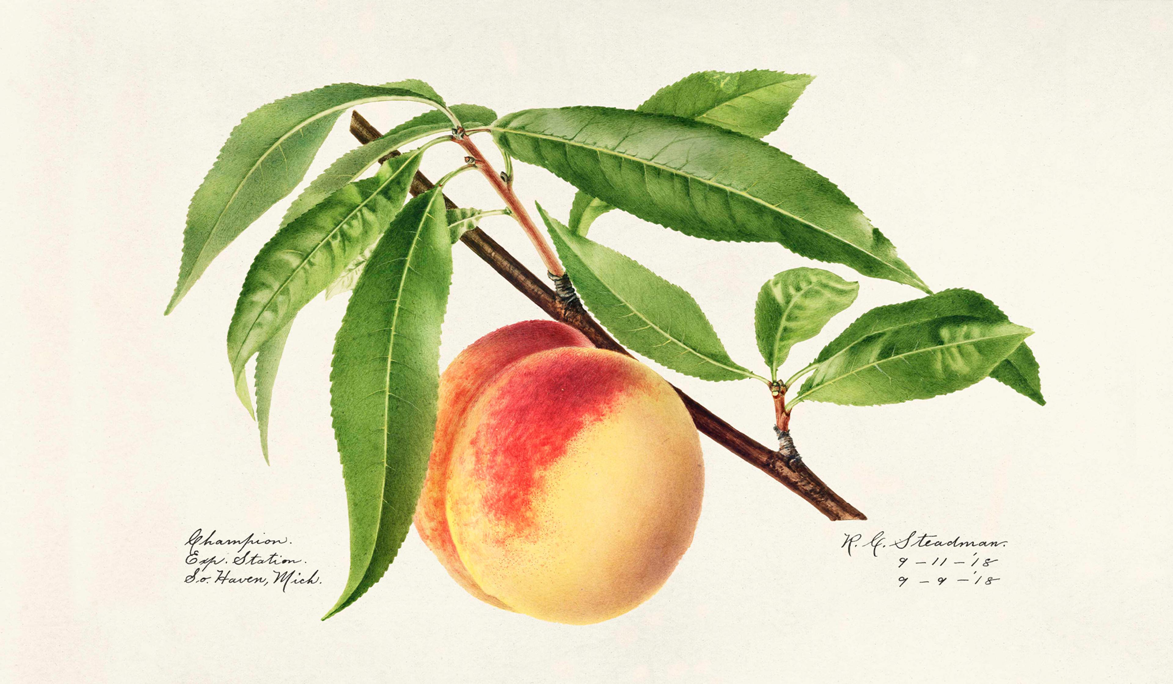 Peach Twig (Prunus Persica) (1918) by Royal Charles Steadman