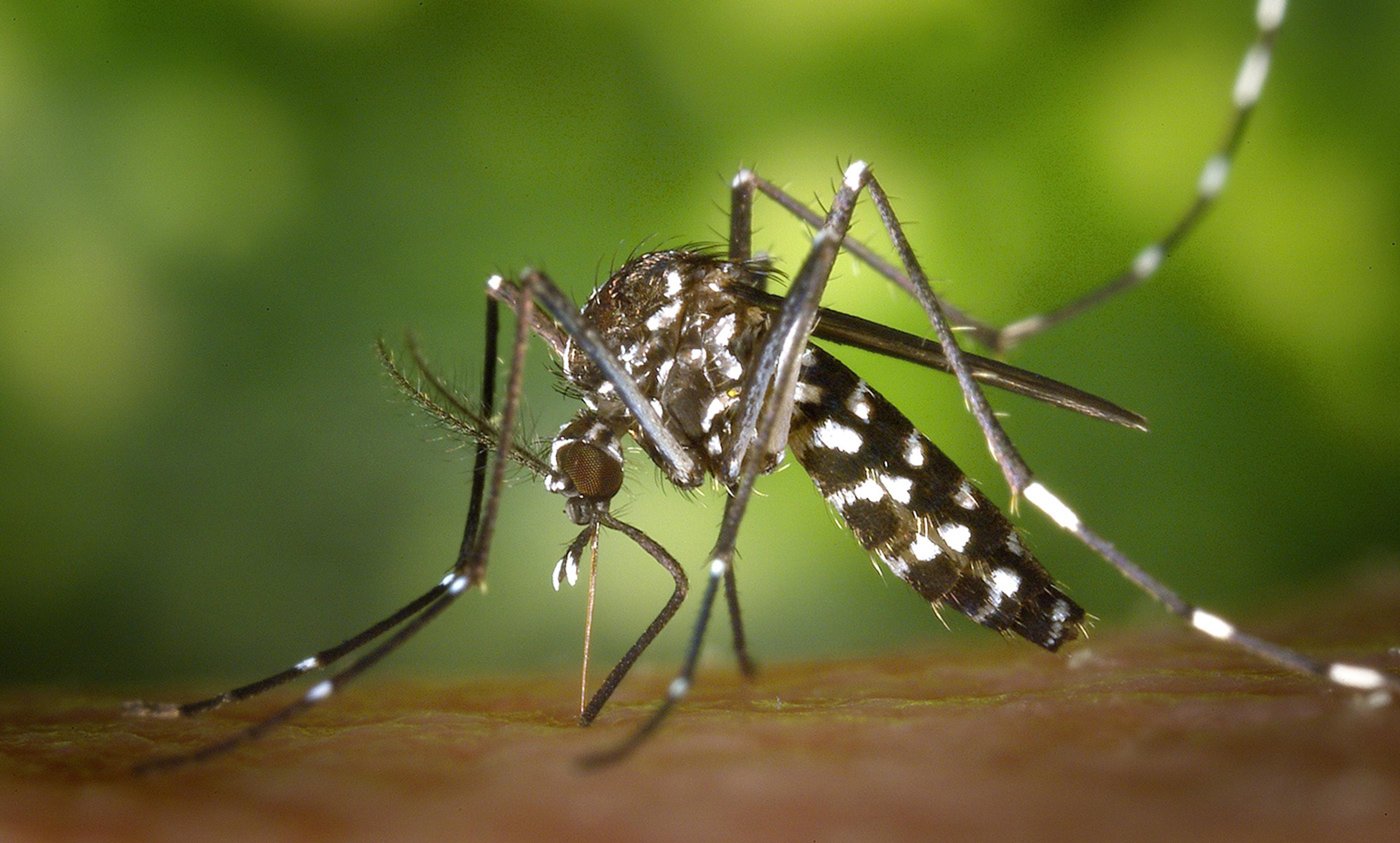 <p>The Asian tiger mosquito has been genetically altered in lab experiments with CRISPR technology in an attempt to limit the spread of disease. <em>Public domain photo</em></p>