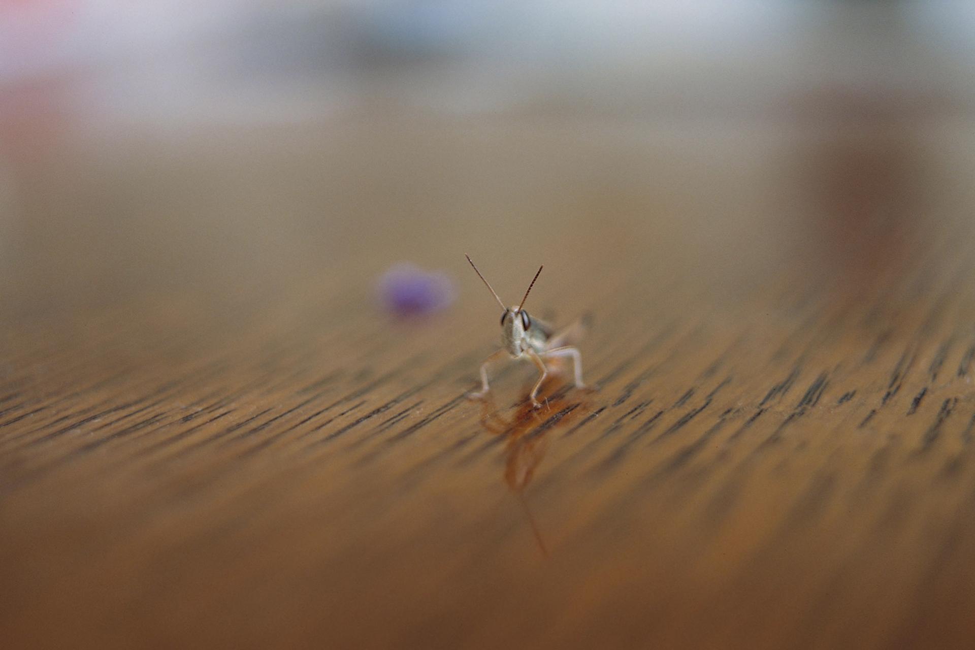 Disappointed Insect How to deal with regret to make it bearable, even inspiring | Psyche Guides