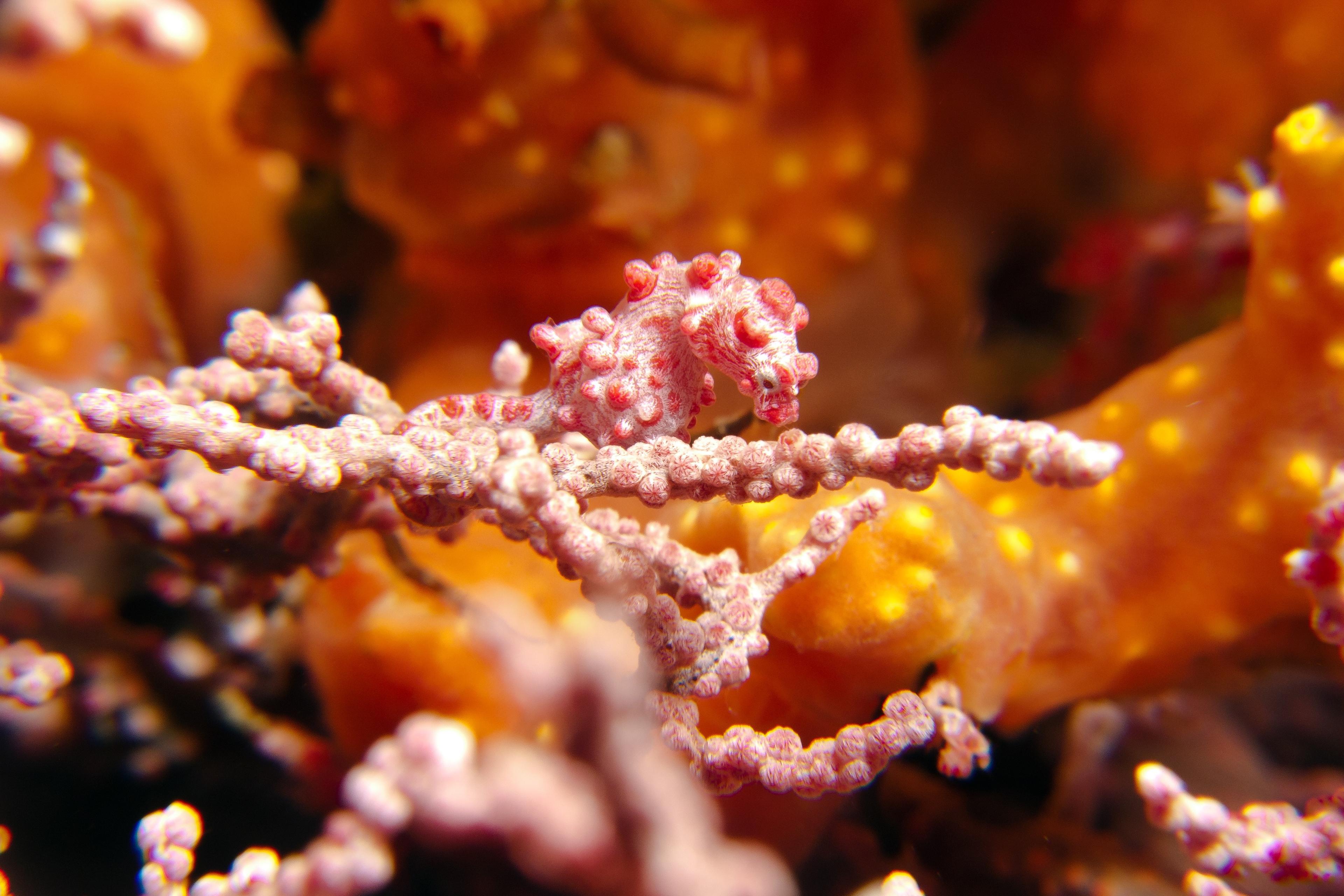 Photo of a tiny pink seahorse camouflaged among coral branches in warm orange underwater surroundings.