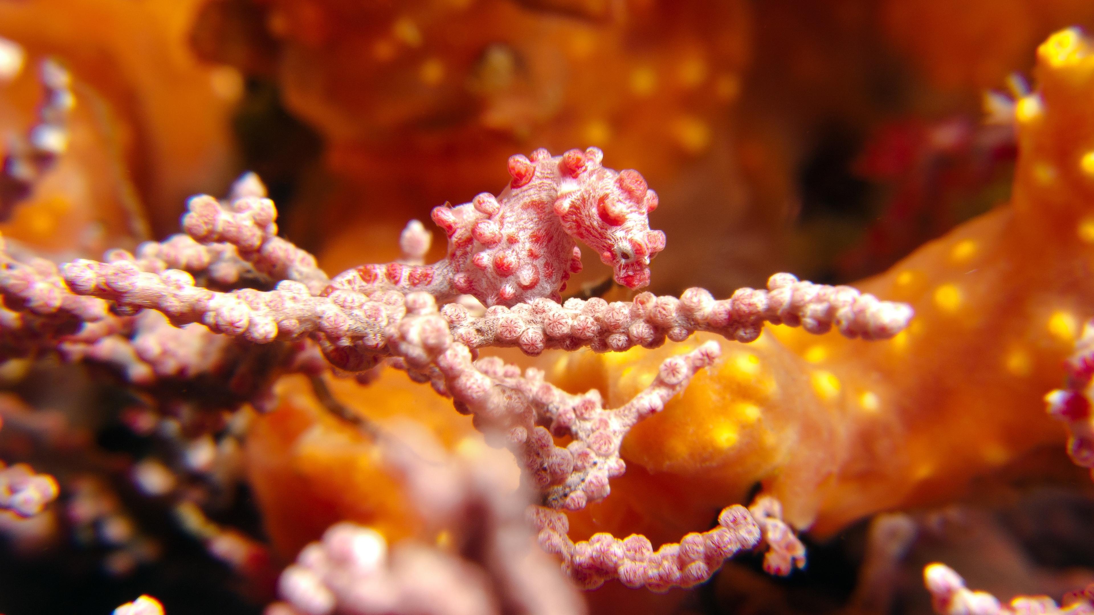 Photo of a tiny pink seahorse camouflaged among coral branches in warm orange underwater surroundings.