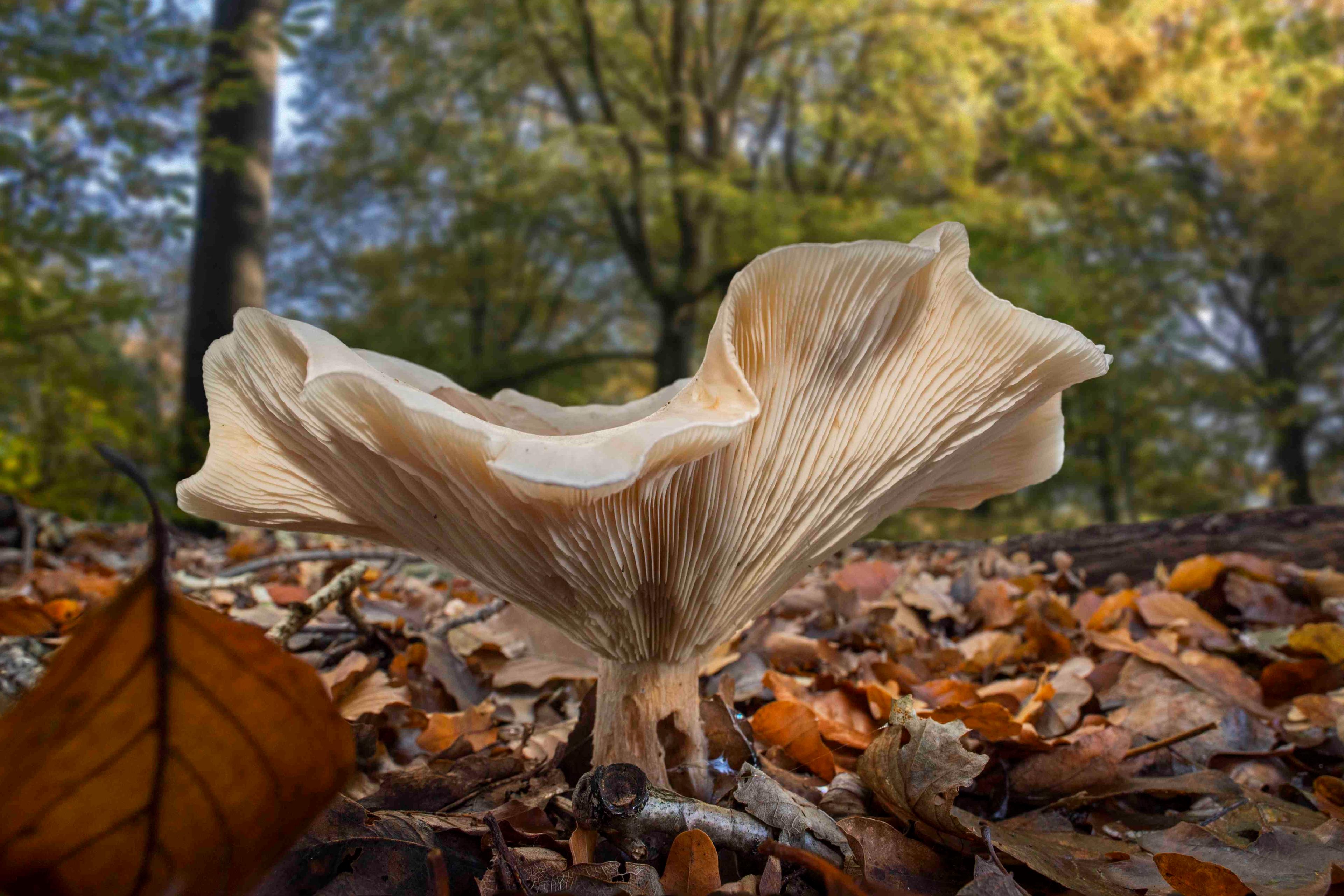 Close-up photo of a mushroom in an autumn forest surrounded by fallen leaves and trees in the background.