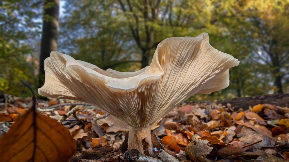 https://psyche.co/ideas/the-fungal-mind-on-the-evidence-for-mushroom-intelligence social preview image