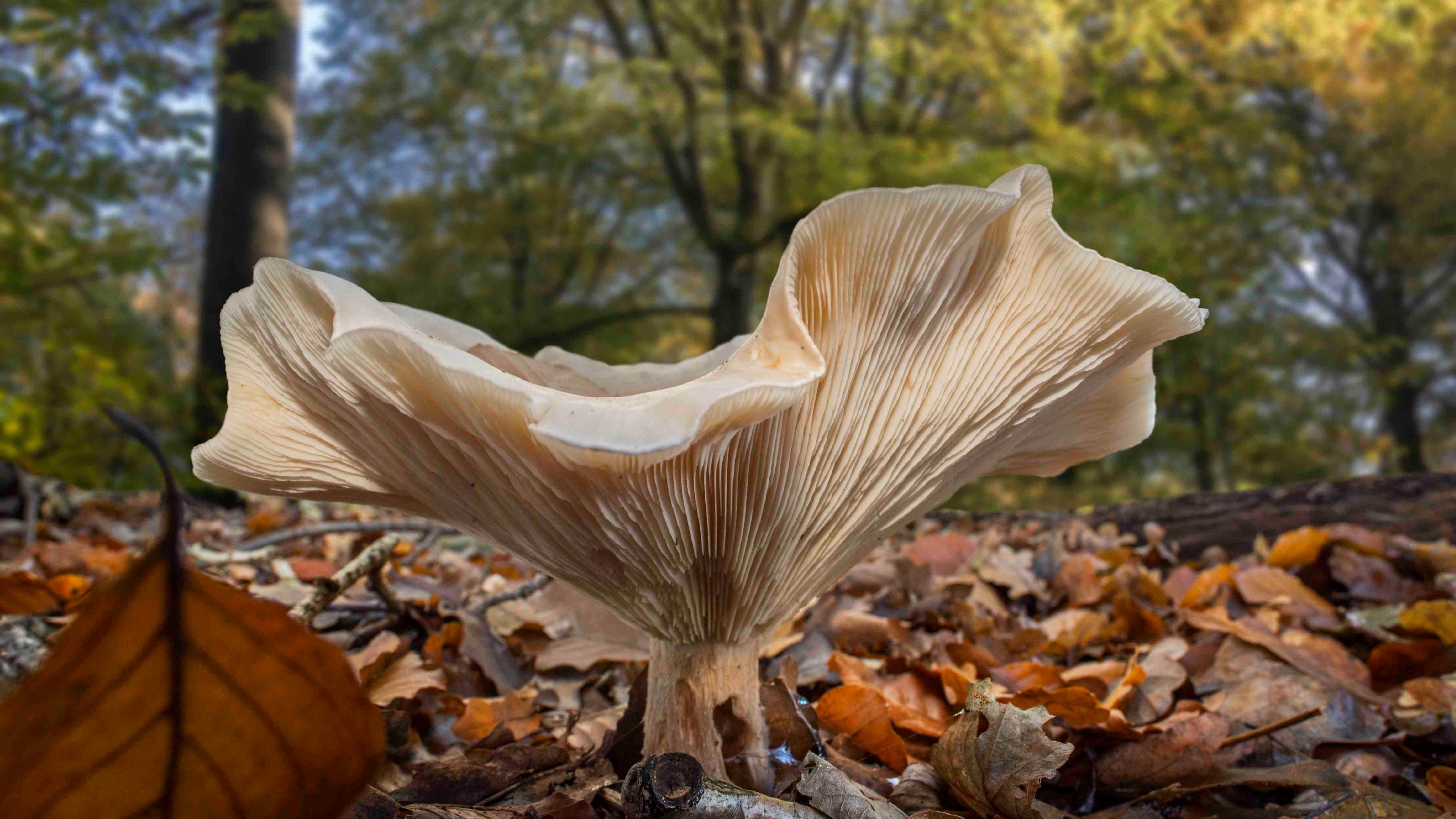 Close-up photo of a mushroom in an autumn forest surrounded by fallen leaves and trees in the background.
