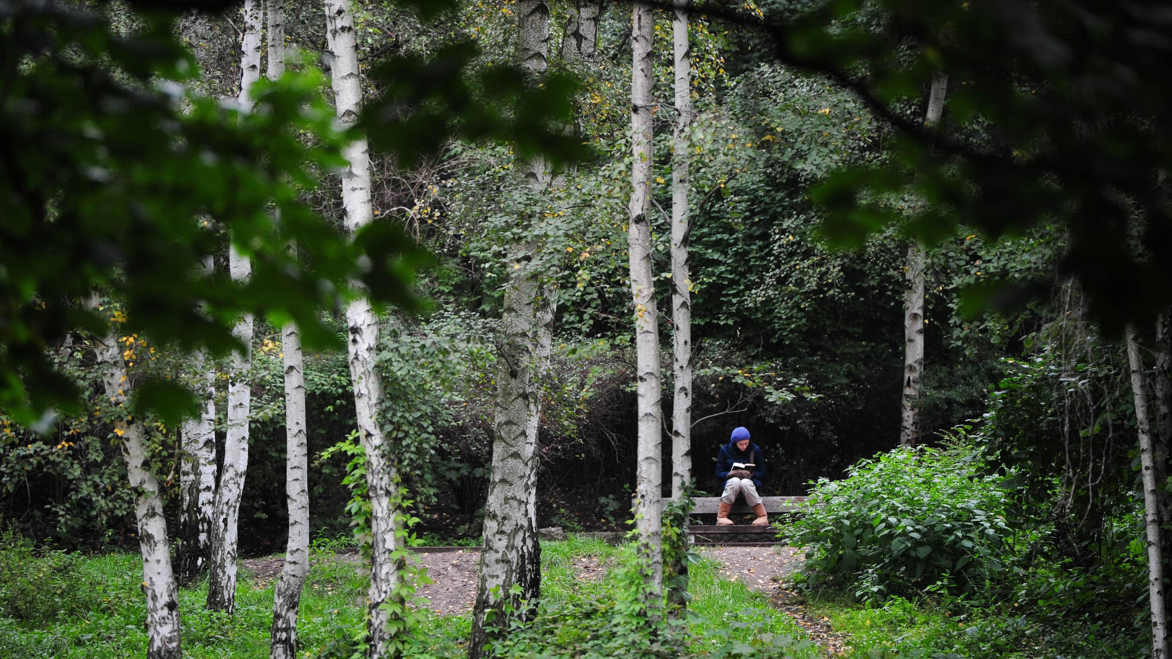Photo of a person sitting on a bench reading in a birch forest, surrounded by green foliage and tall white trees.