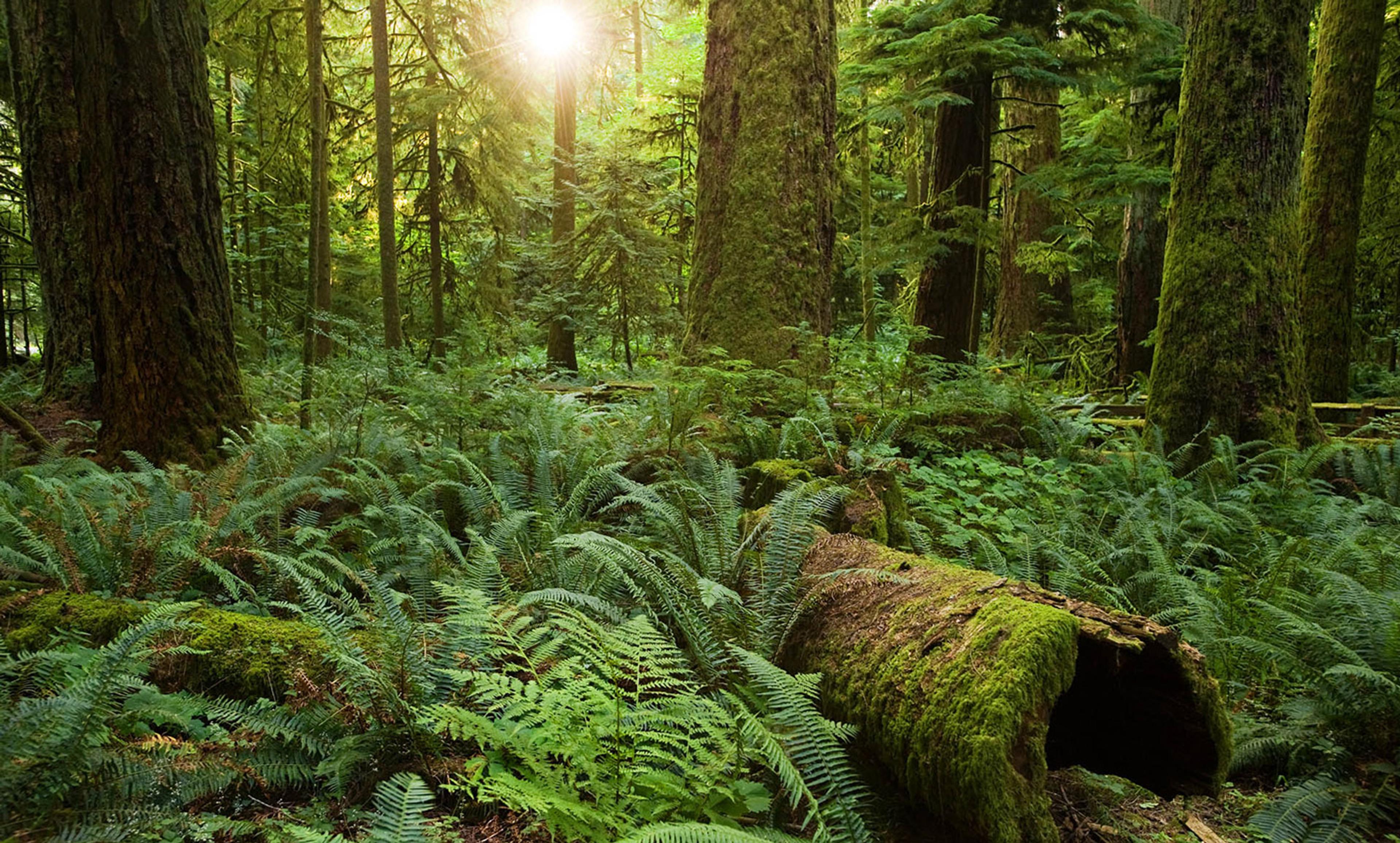 <p>The protected Cathedral Grove, British Columbia, Canada. <em>Photo courtesy Sang Trinh/Flickr</em></p>