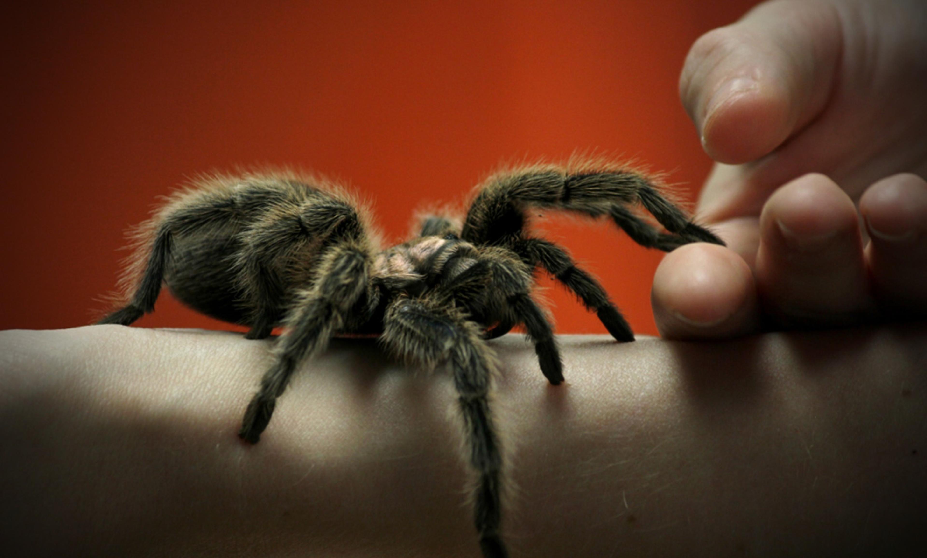 <p>Phobia cured? Maybe not. <em>Photo by GollyGForce/Flickr</em></p>