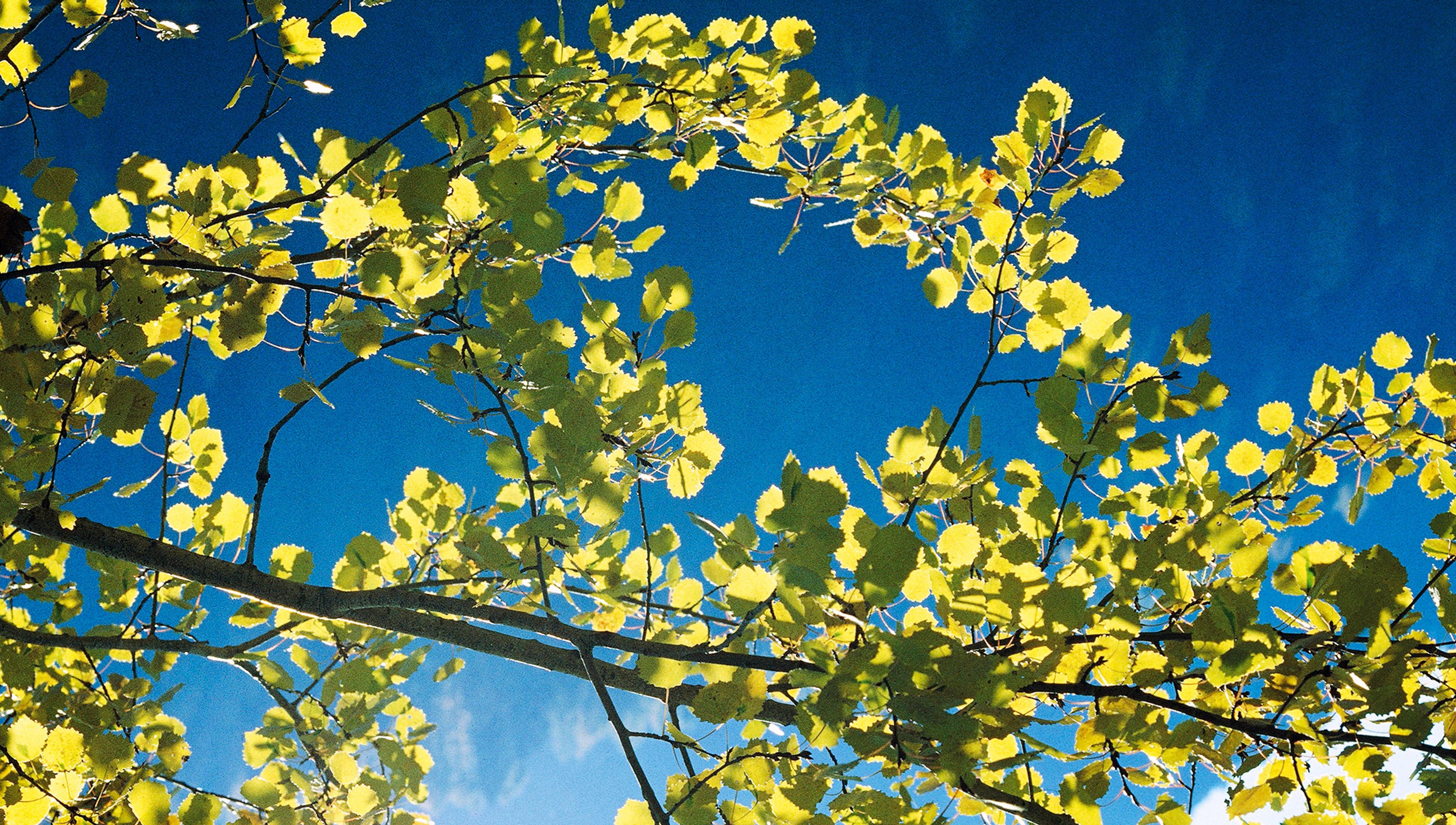 Photo of green leaves on branches against a bright blue sky with wispy clouds behind.