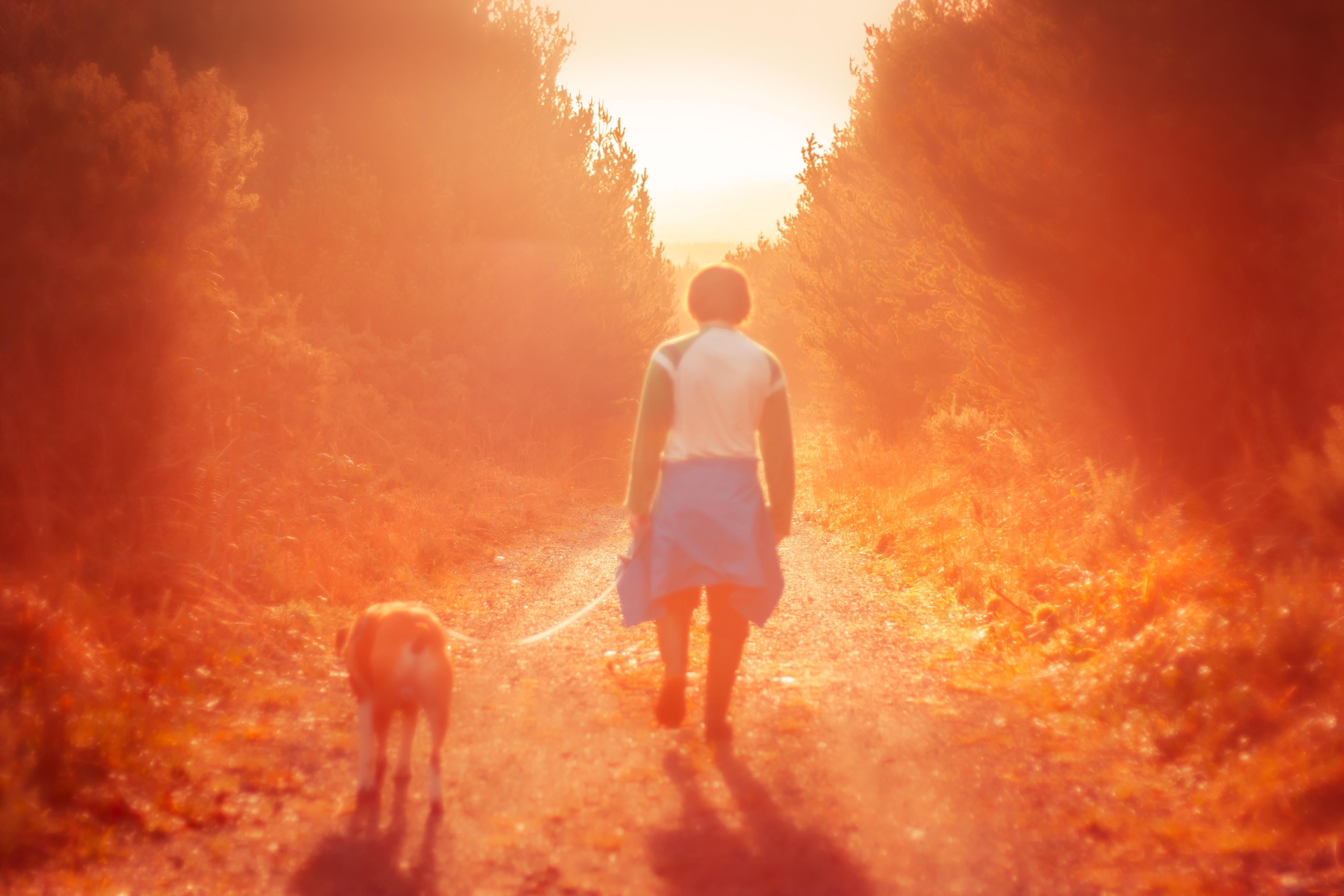 Photo of a person walking a dog on a sunlit forest path with a warm, orange glow in the background.