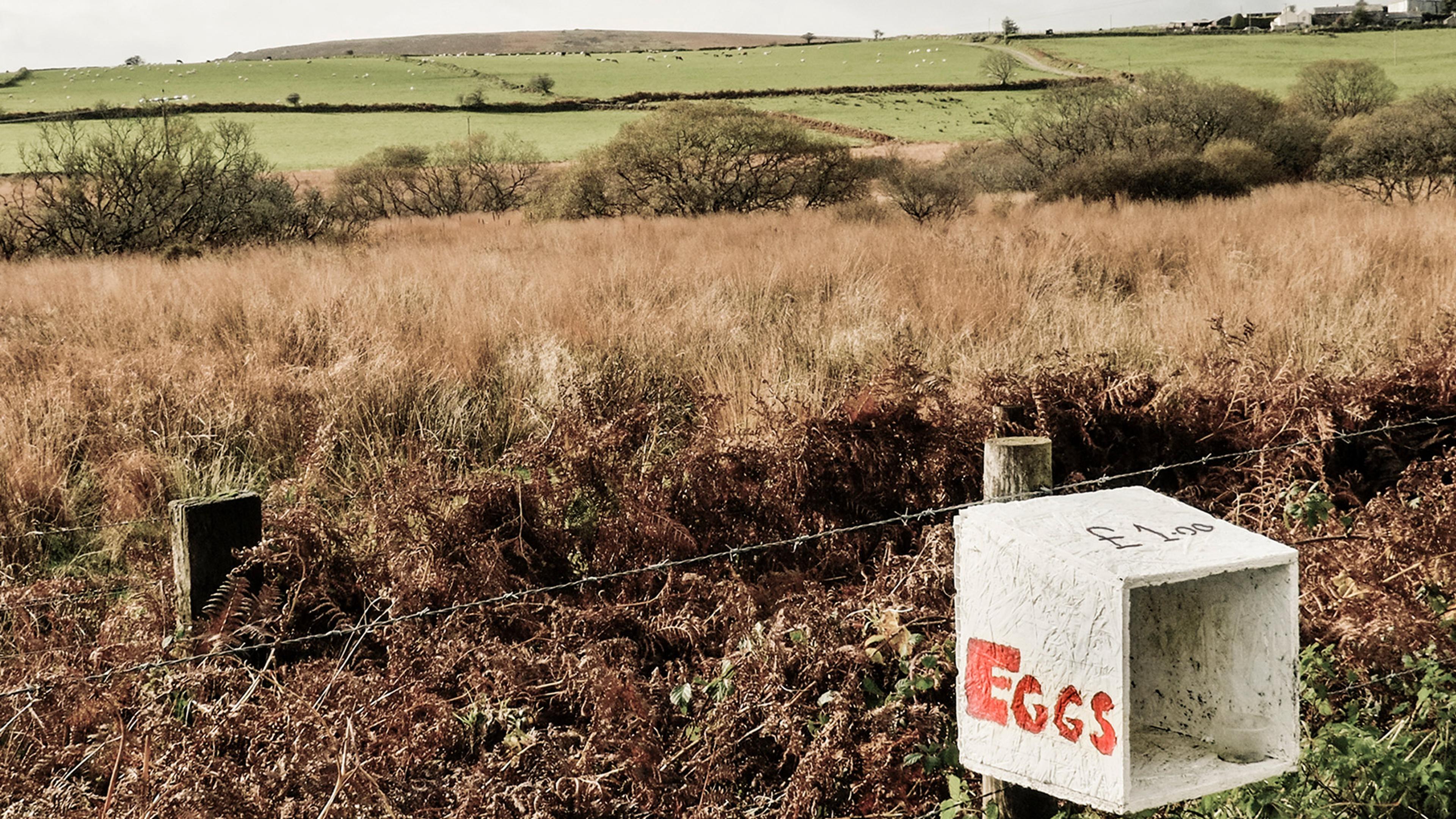 A countryside landscape with a homemade box sign reading “EGGS £1.00” in the foreground, surrounded by fields and trees.