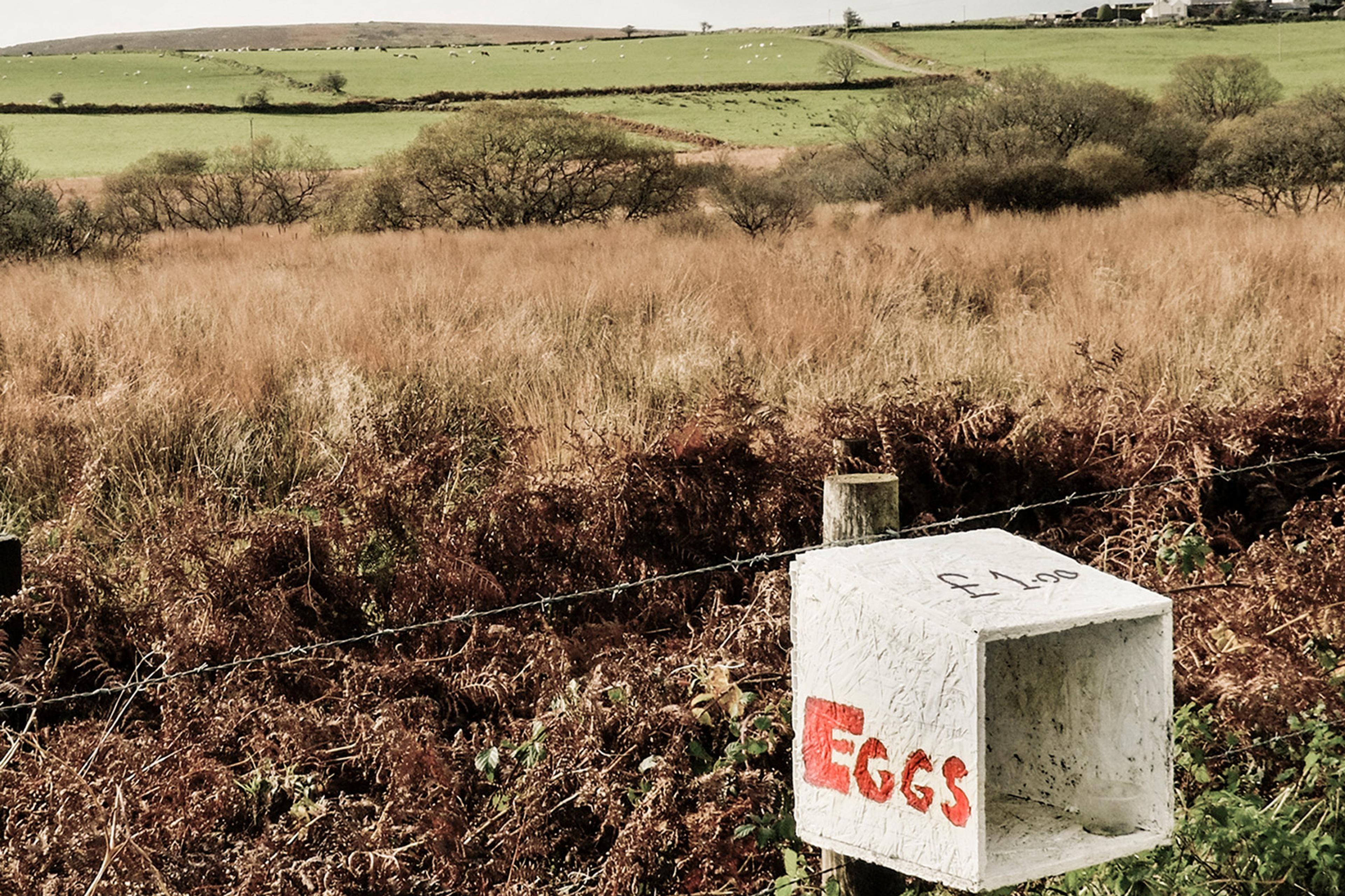 A countryside landscape with a homemade box sign reading “EGGS £1.00” in the foreground, surrounded by fields and trees.