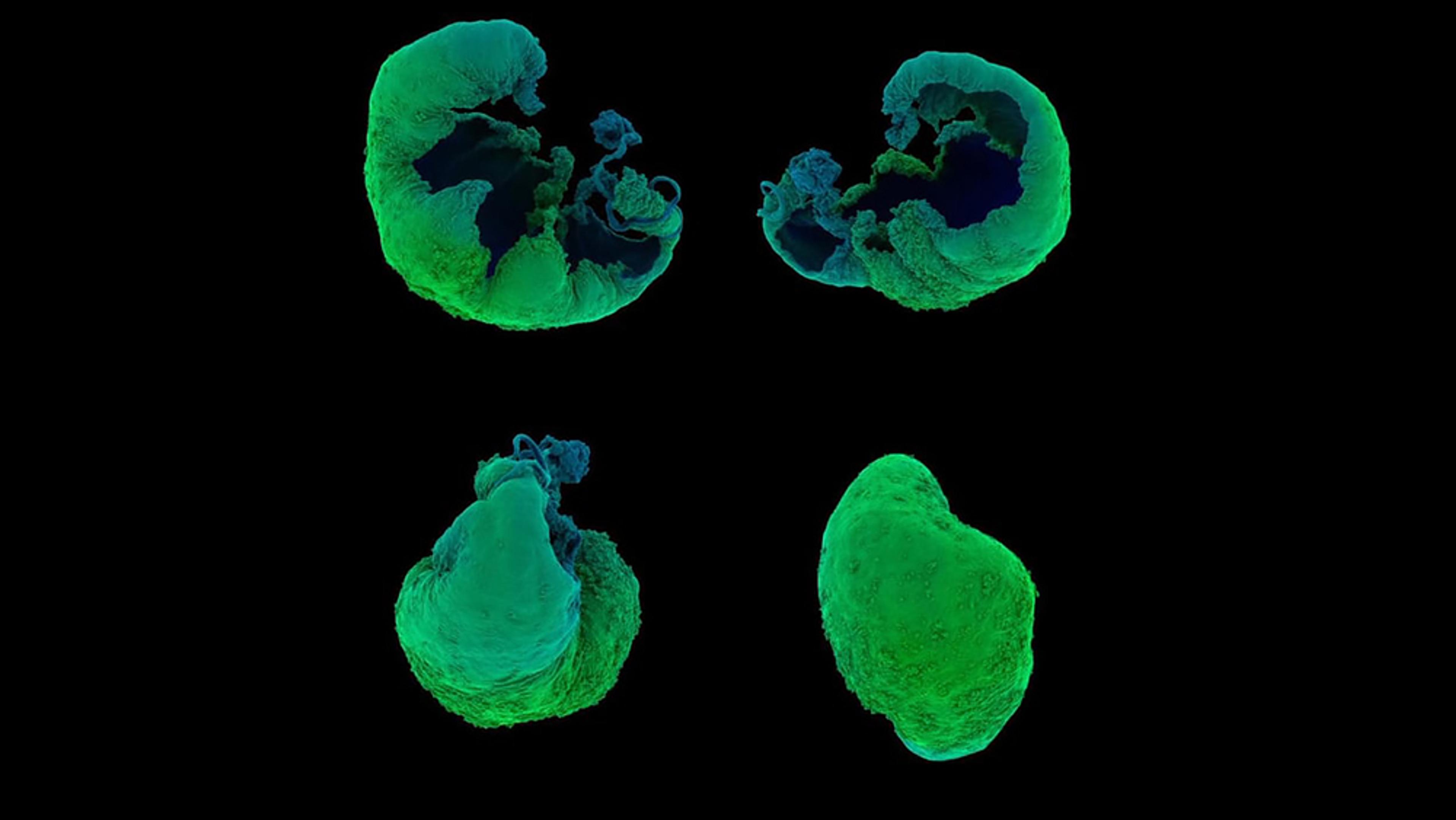 Four green and blue 3D-rendered biological structures on a black background.