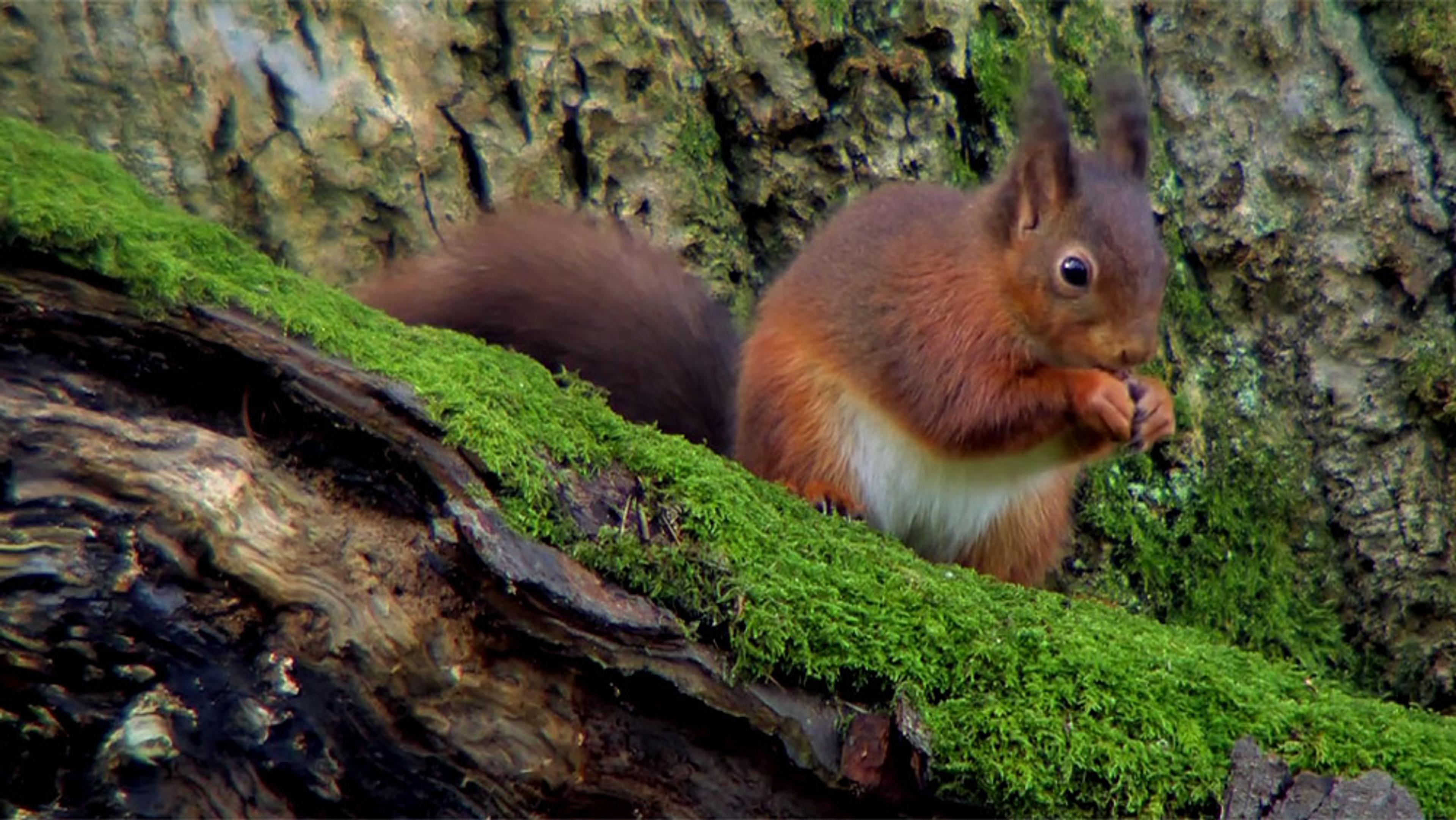 A red squirrel sitting on a moss-covered tree branch, nibbling on food, with a textured tree trunk in the background.