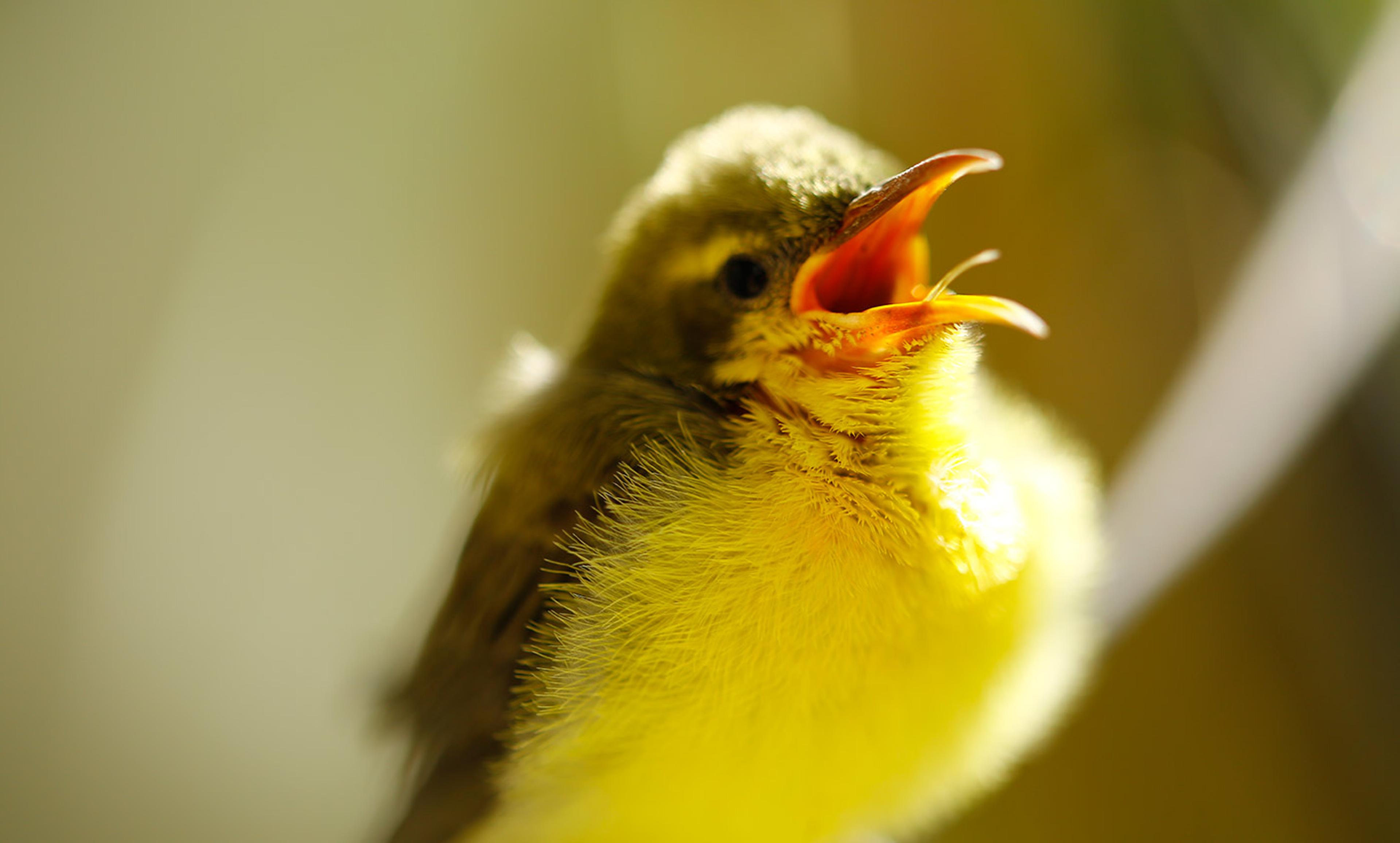 Close-up of a young bird with yellow and brown feathers, mouth open as if chirping against a blurred background.
