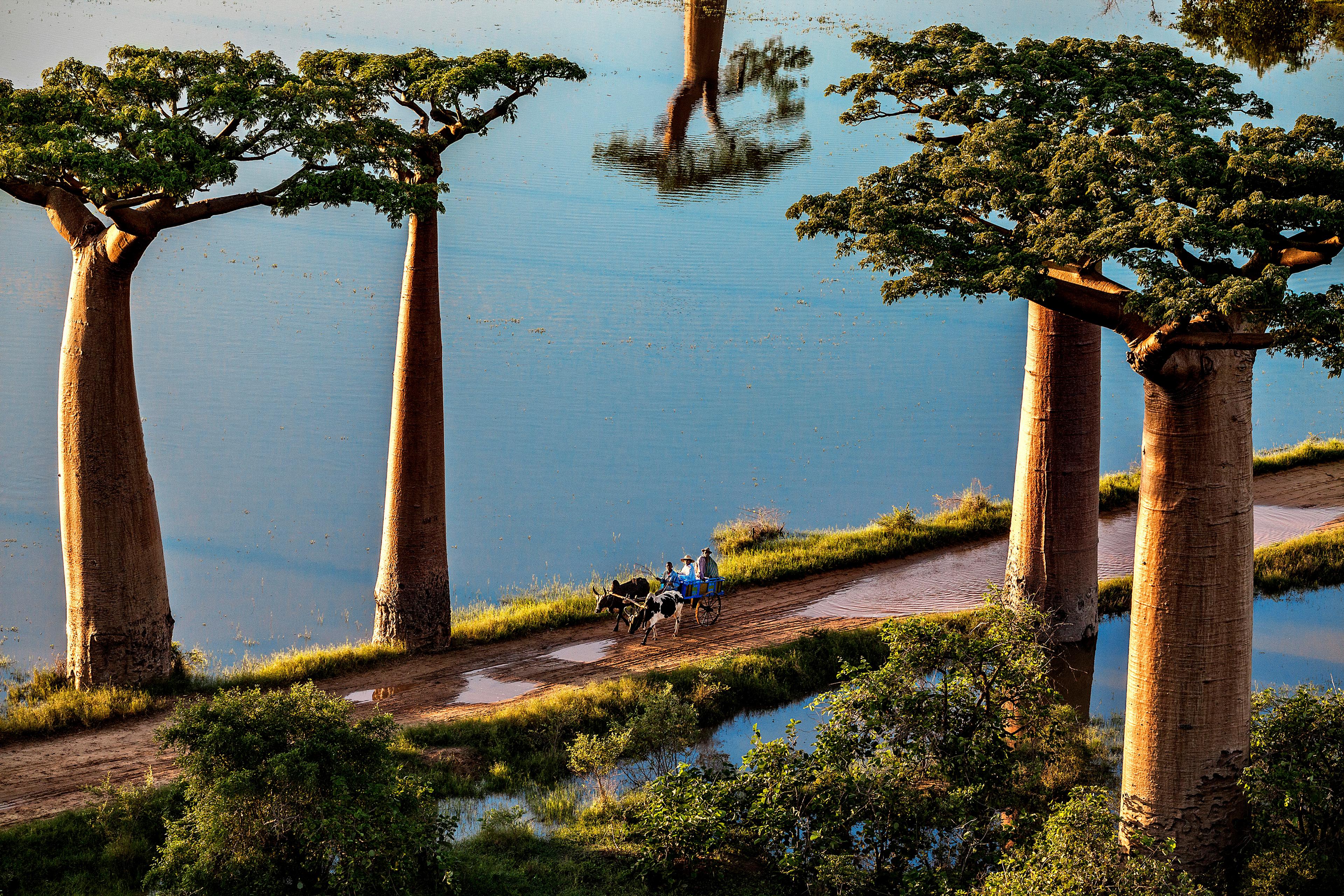 A dirt path lined with baobab trees by water, an ox-drawn cart carrying people.