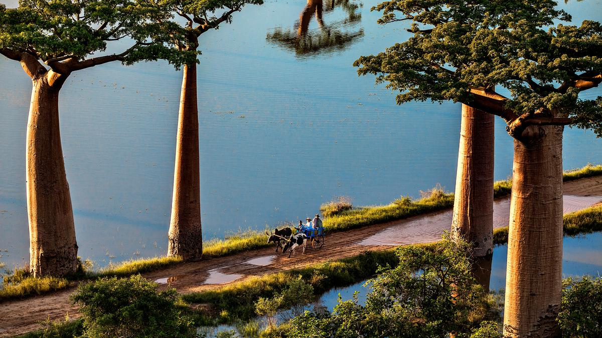 A dirt path lined with baobab trees by water, an ox-drawn cart carrying people.