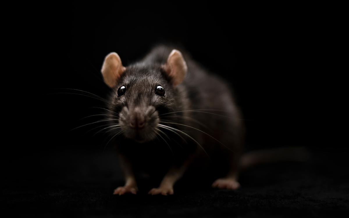 The Early History of the Lab Rat