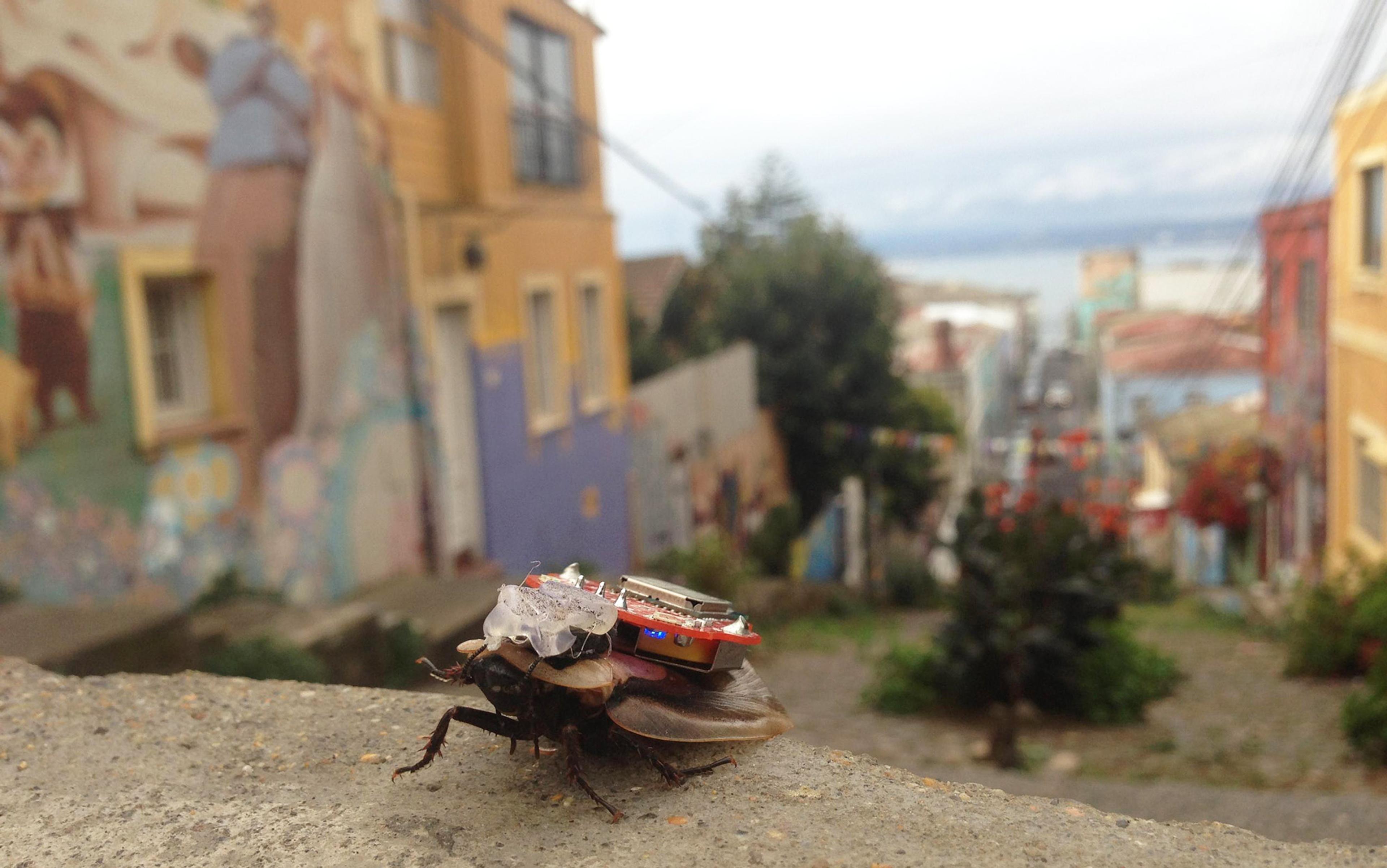 A beetle carrying a miniature ship on its back. The background shows colourful buildings and a street descending toward the sea.