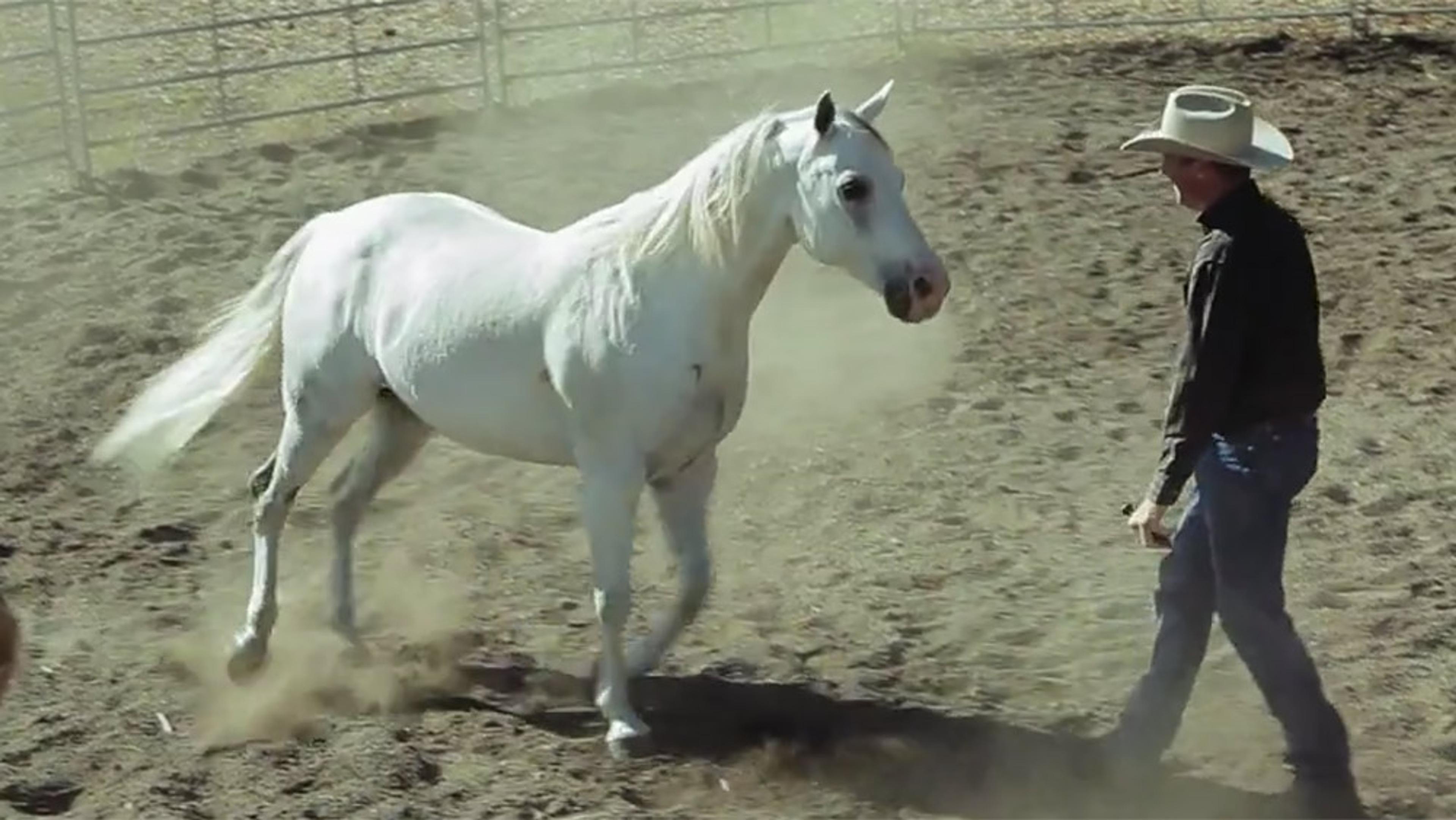 A white horse trotting towards a man in a cowboy hat in a dusty, fenced arena.