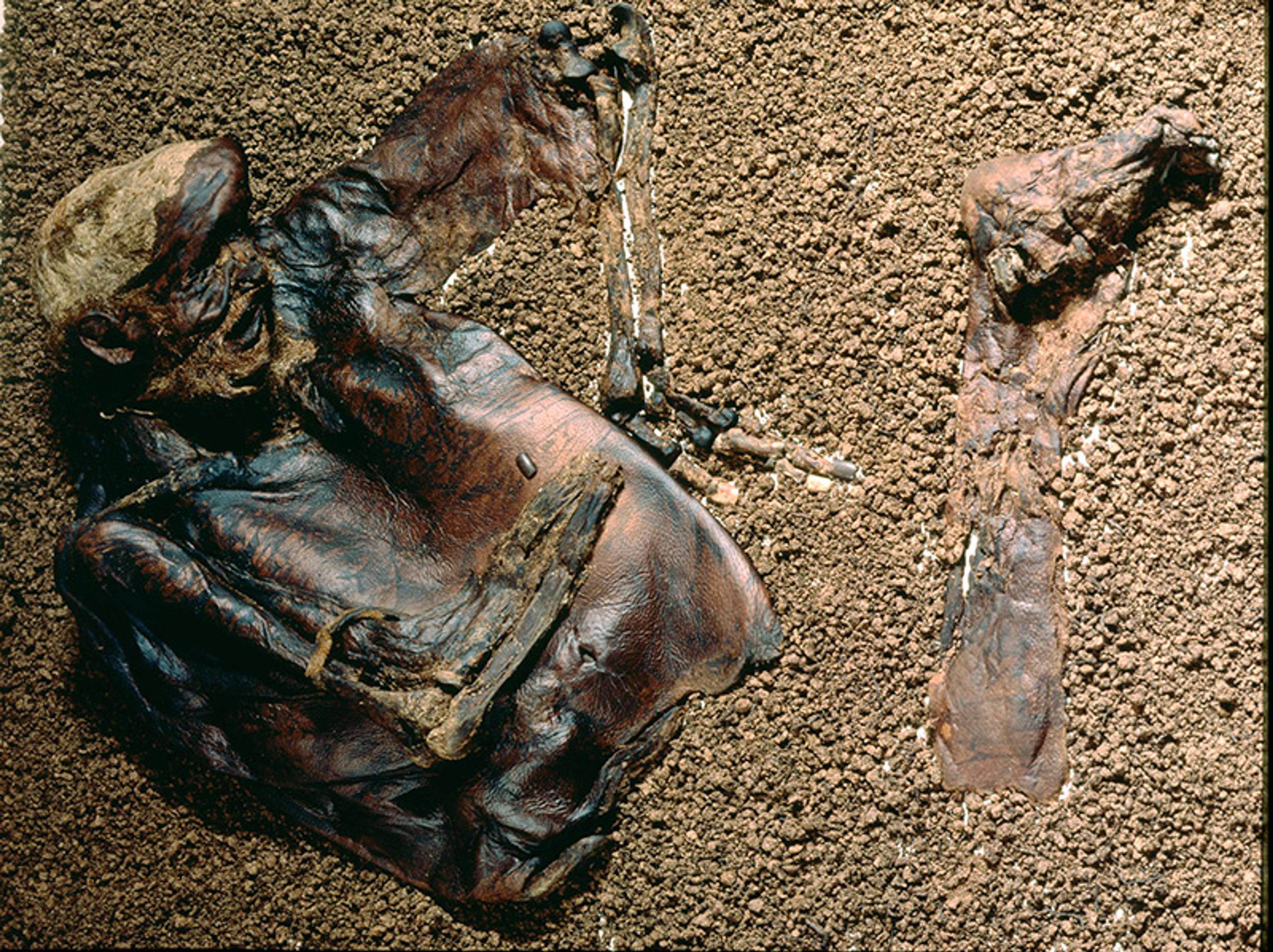 A well-preserved mummy in brown desiccated skin and surrounded by dirt. The mummy appears to be missing parts of its limbs.