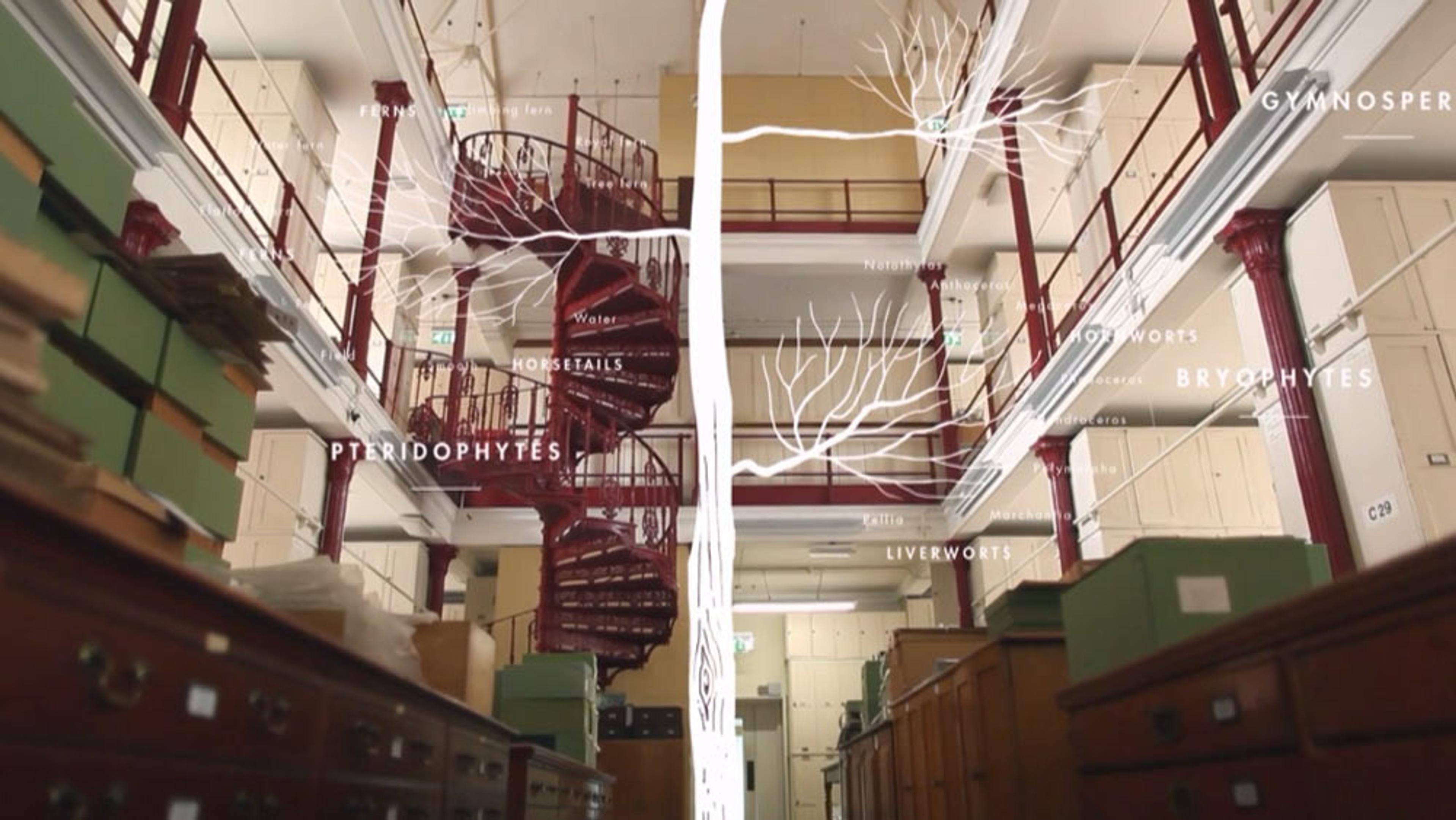 A botanical library with a spiral staircase and superimposed tree diagram labelling plant groups like ferns and liverworts.